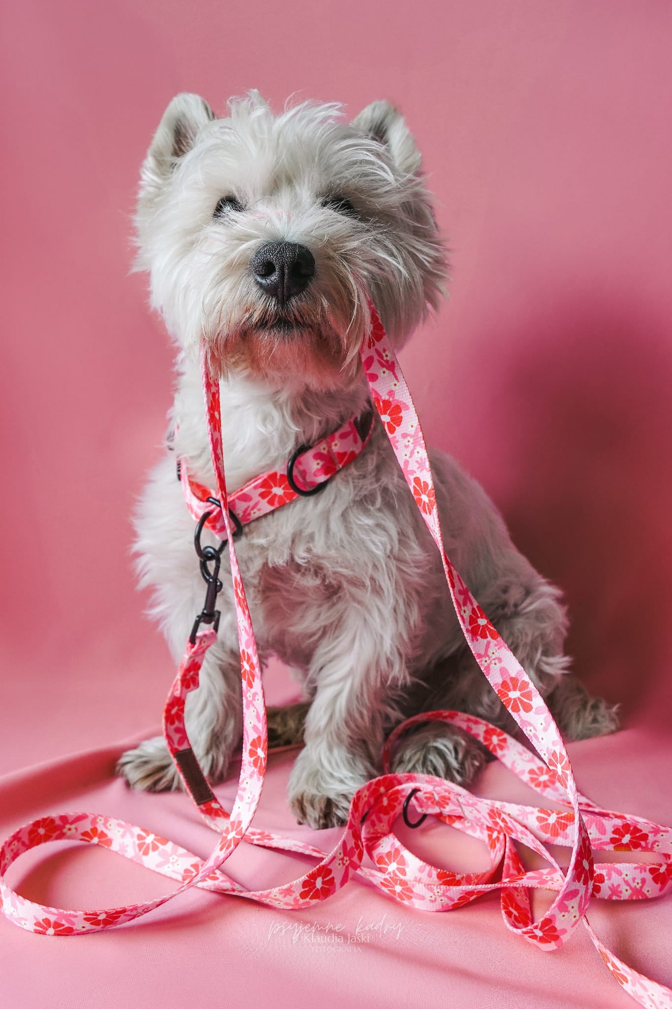 Obroża półzaciskowa Malinowa Beza