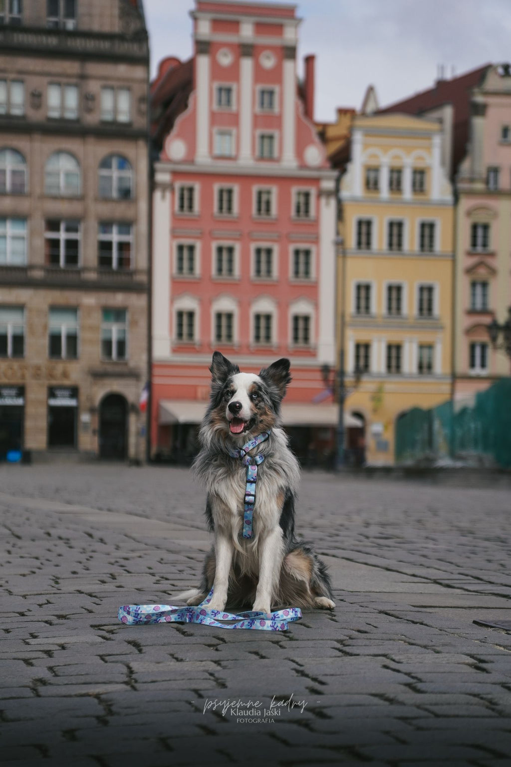 Smycz miejska 2 m Psiamikaze