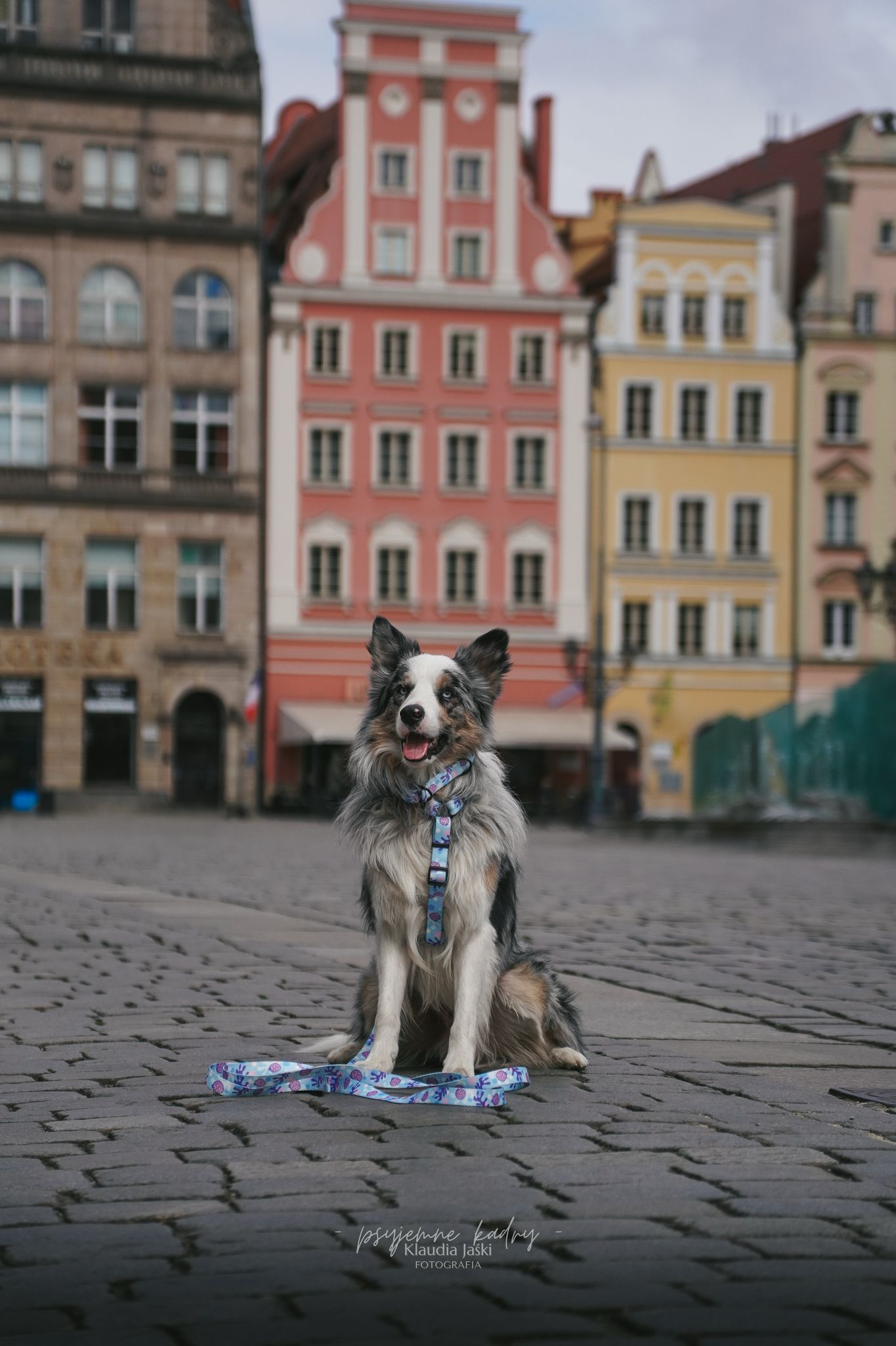 Smycz miejska 2 m Psiamikaze