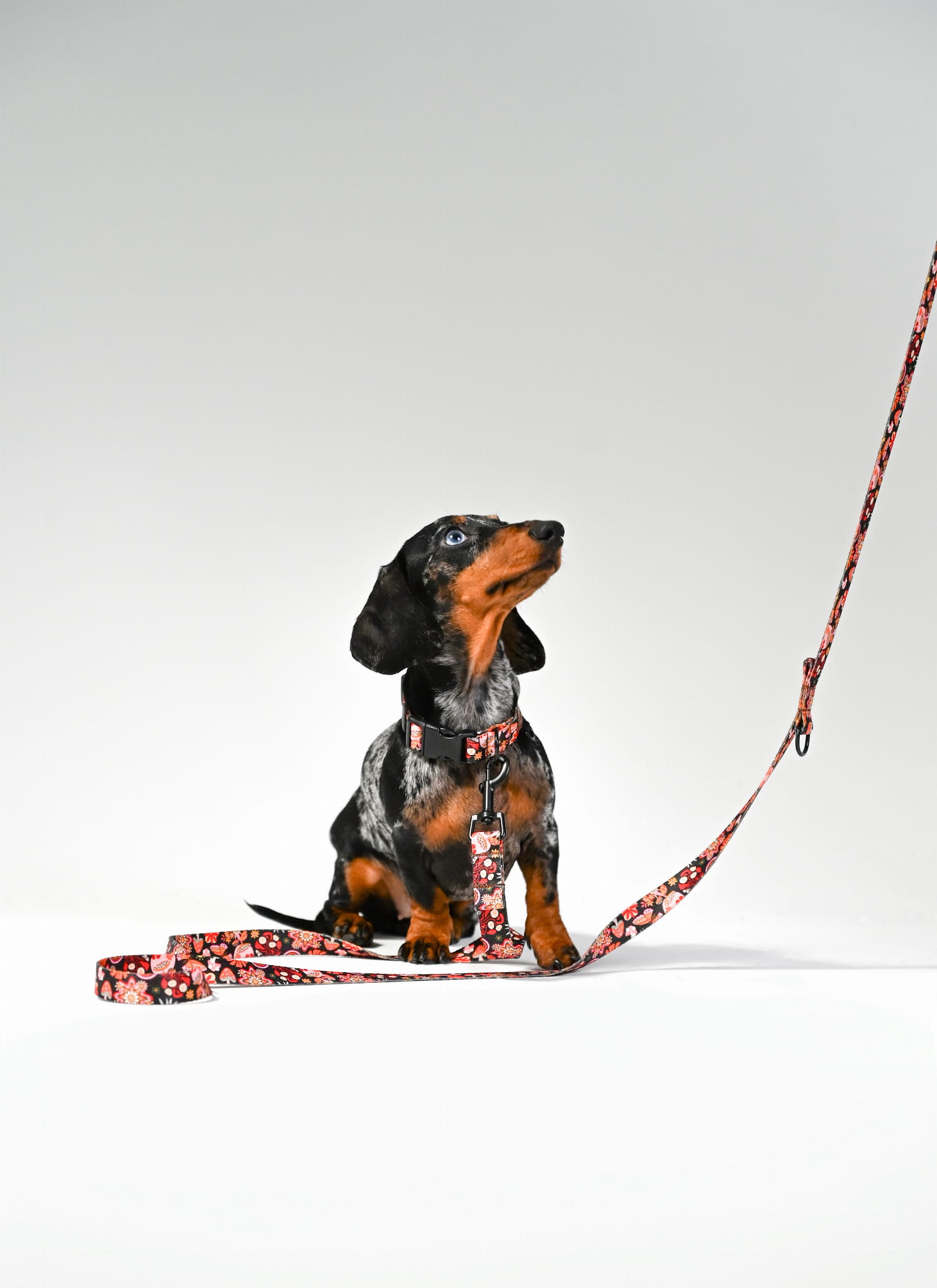 Smycz przepinana 3 m Kraina Psiarów