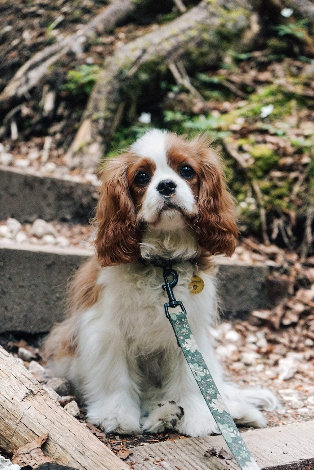 Smycz przepinana 3 m Psiaktus