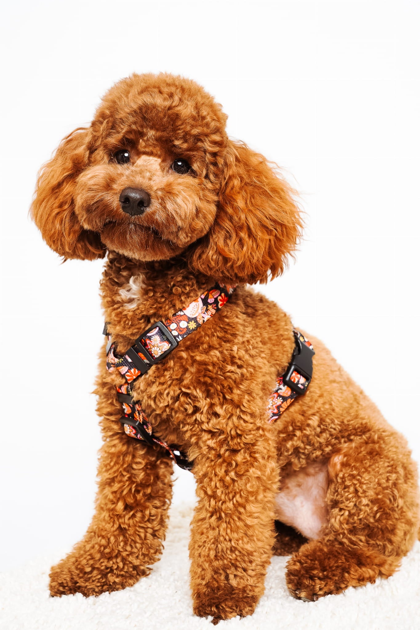 Smycz miejska 2 m Kraina Psiarów