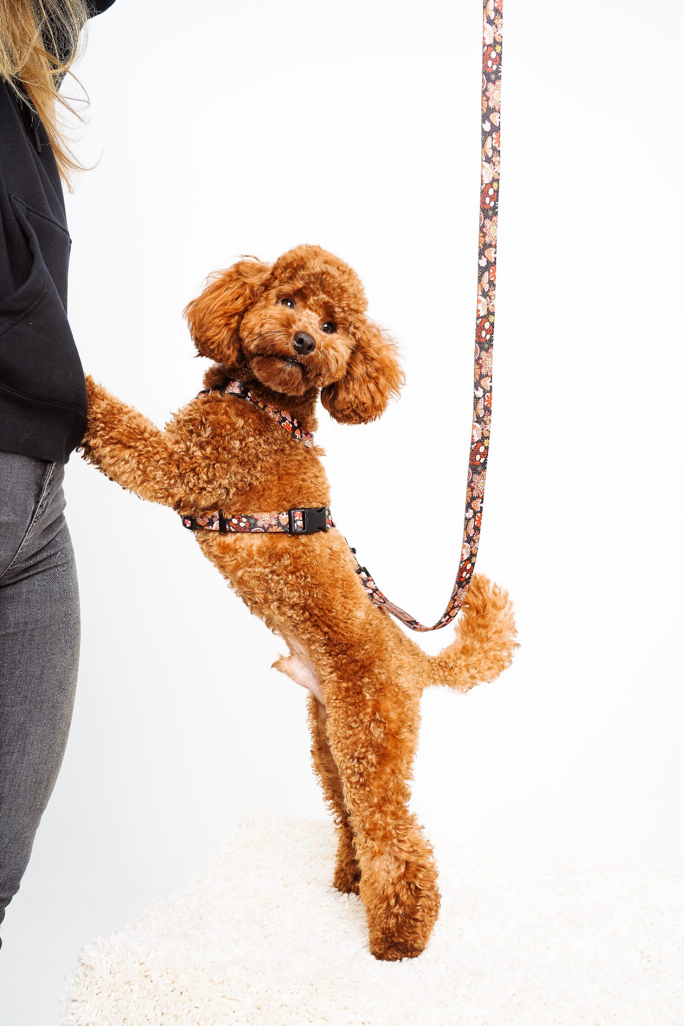 Smycz miejska 2 m Kraina Psiarów