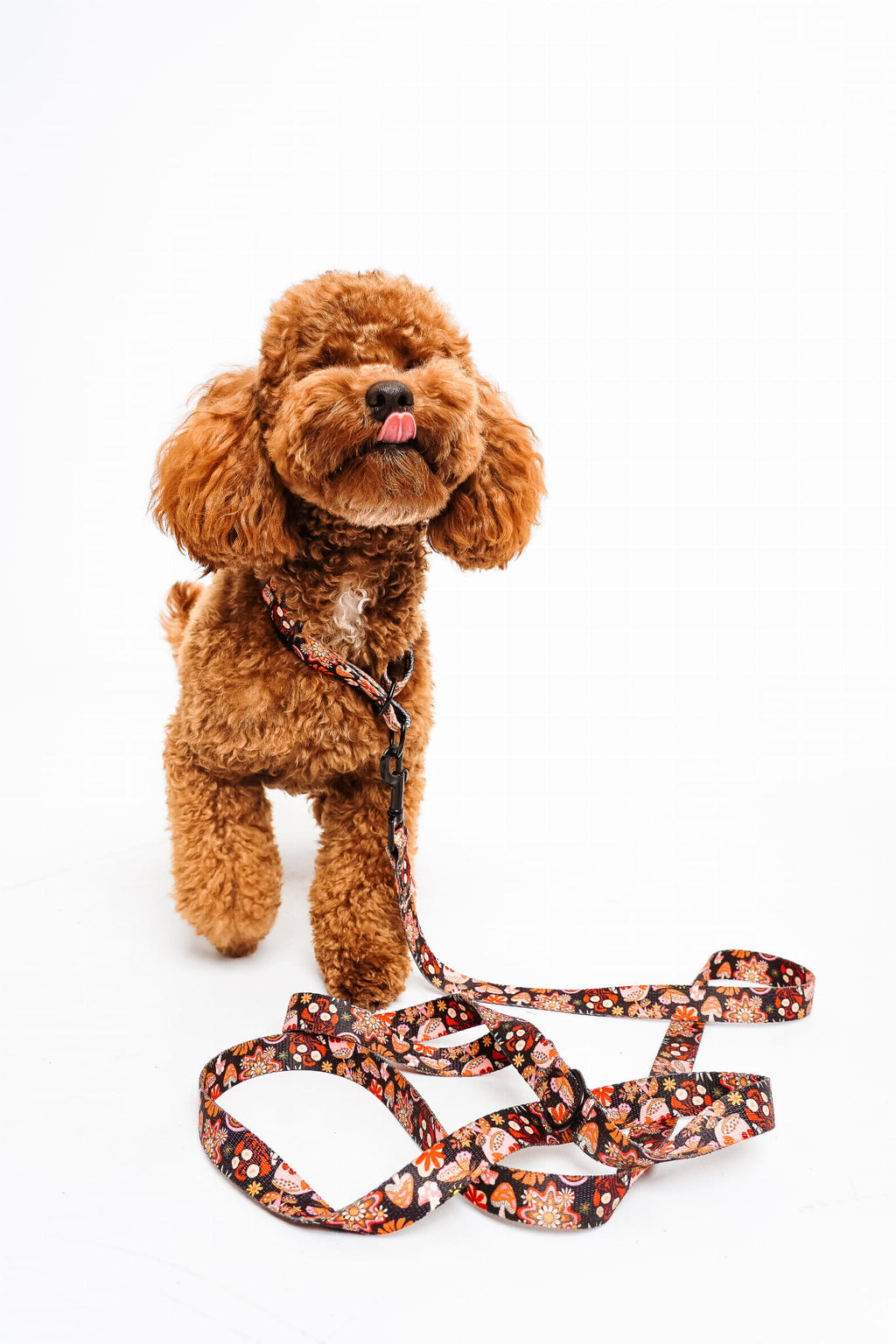 Smycz miejska 2 m Kraina Psiarów