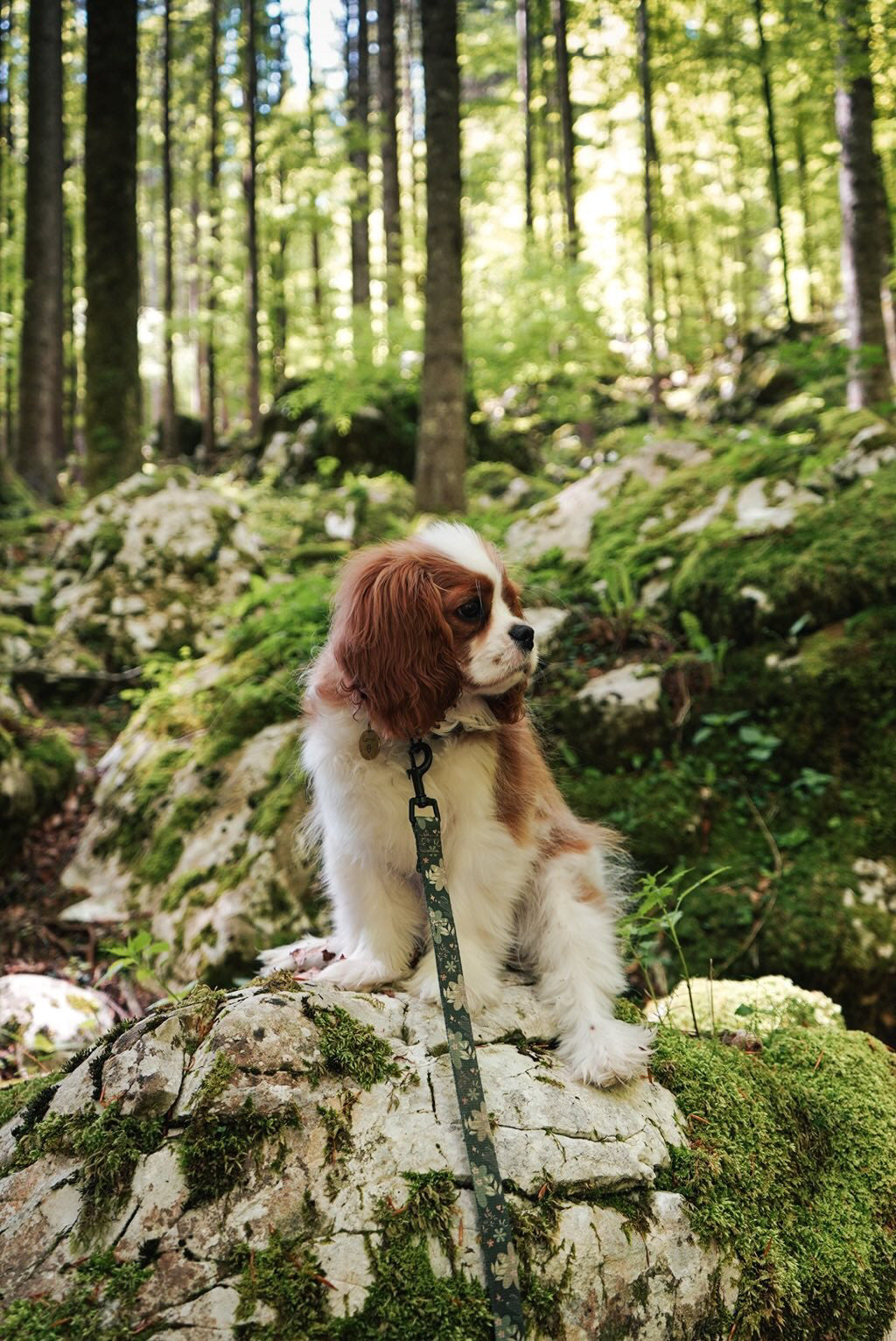 Obroża z klamrą Psiaktus
