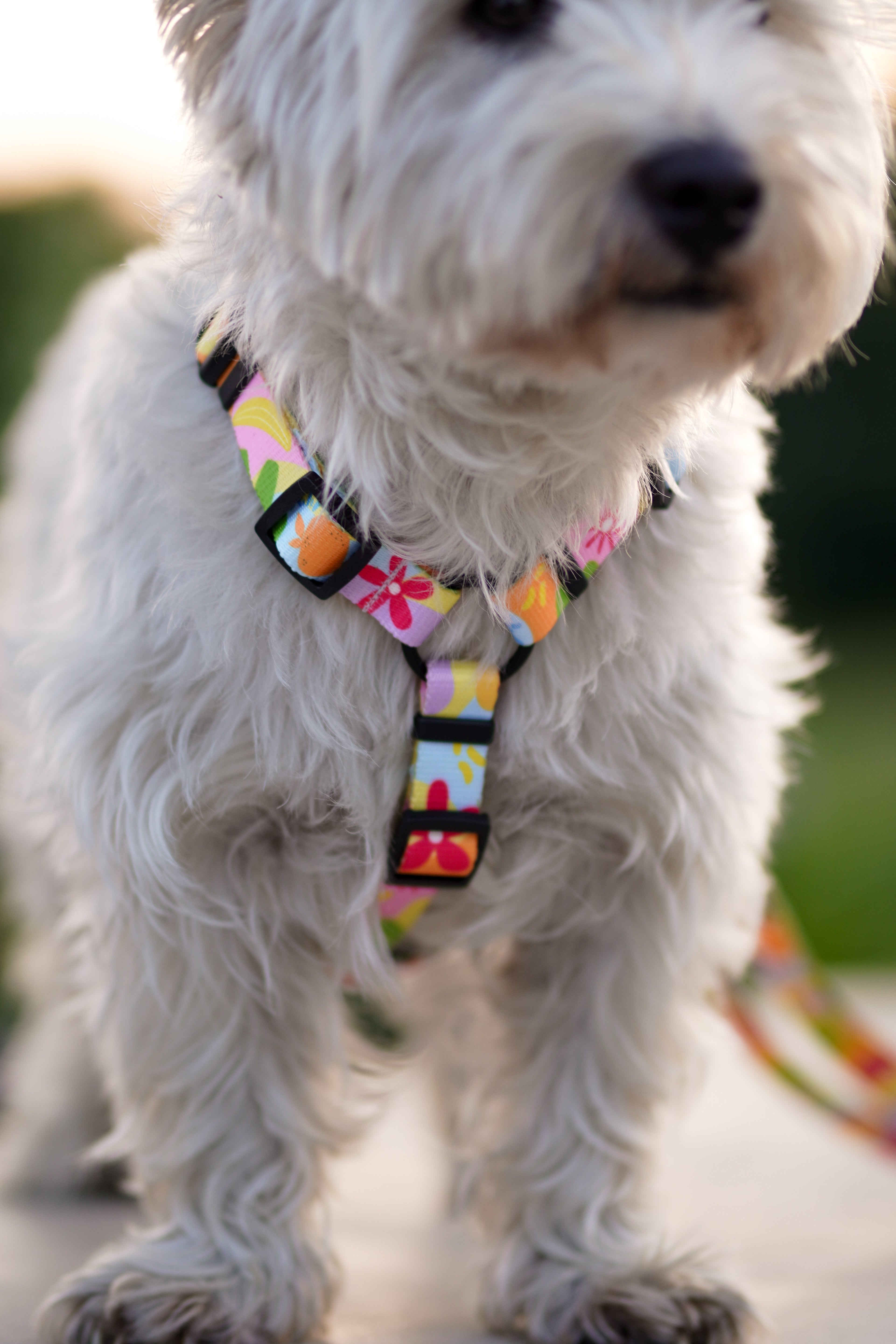 Szelki Guard Psiakacje