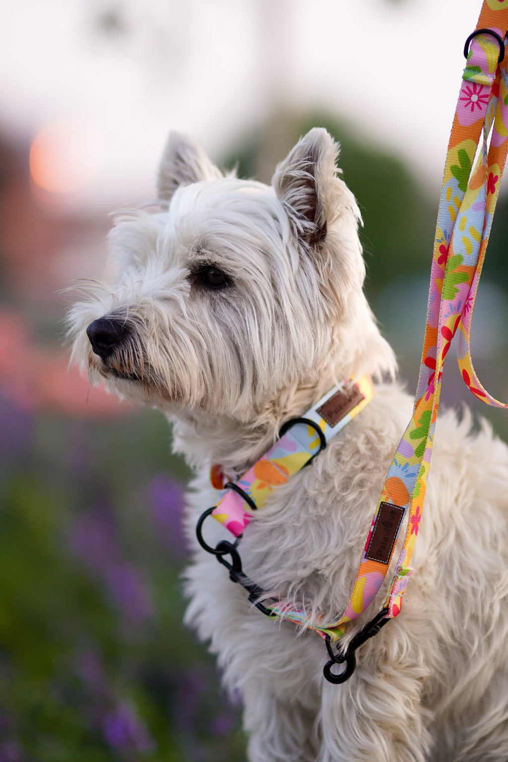 Obroża półzaciskowa Psiakacje