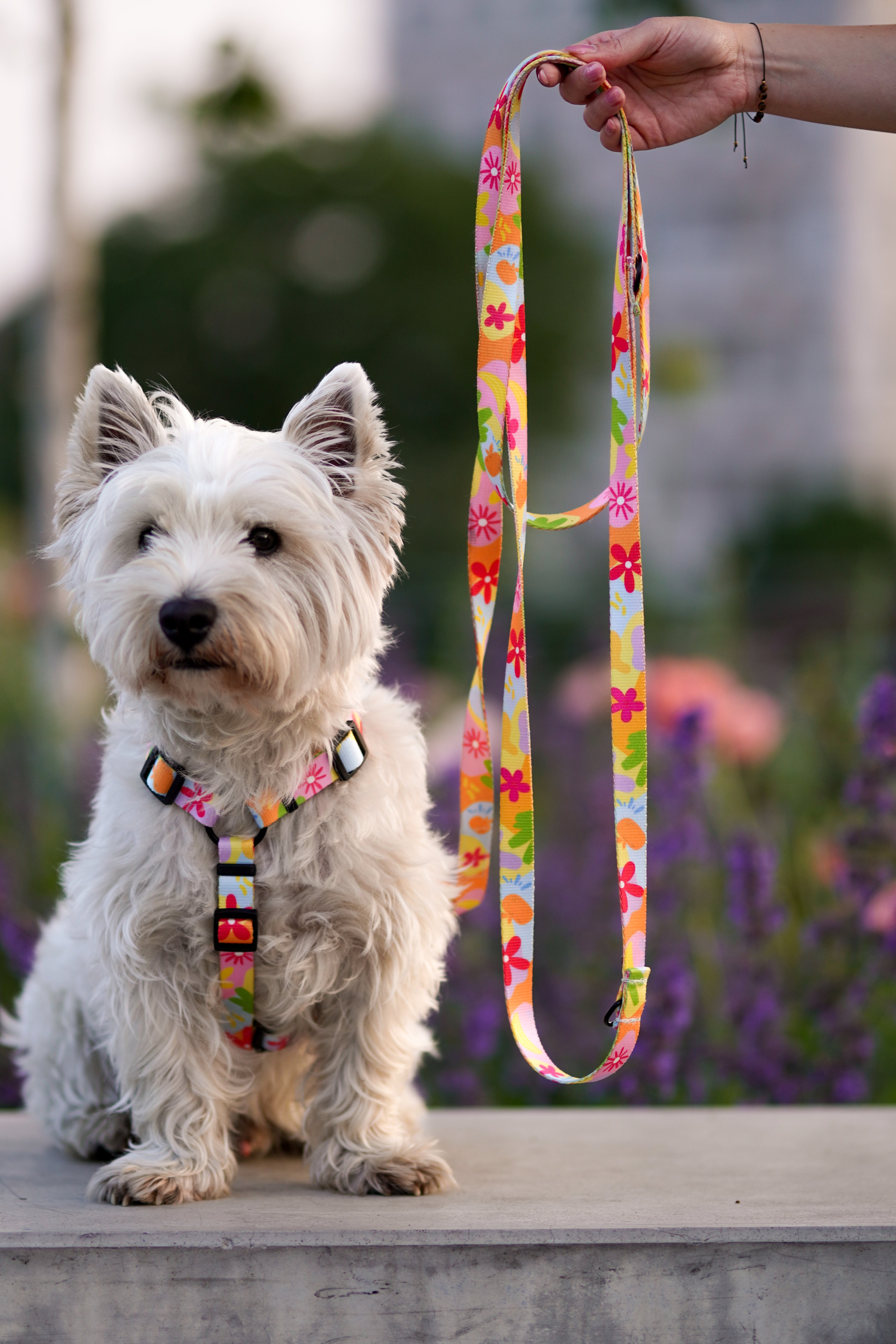 Smycz przepinana 3 m Psiakacje