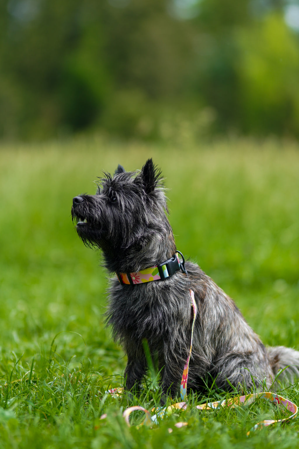 Obroża z klamrą Psiakacje