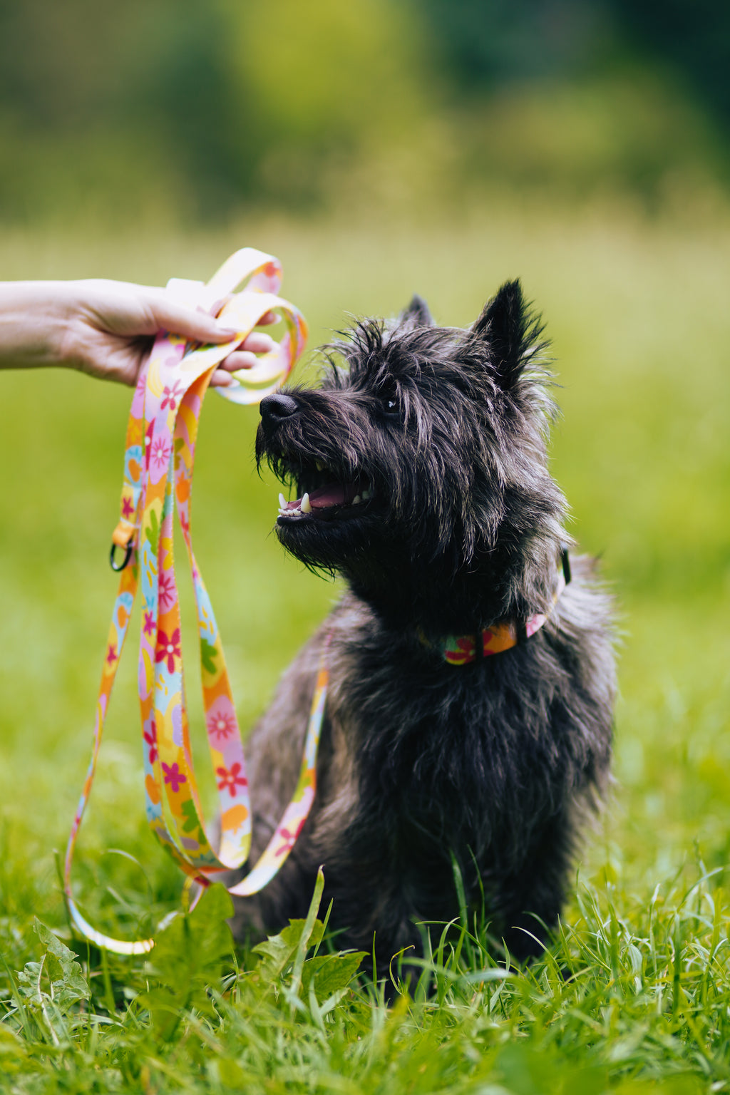 Smycz miejska 2 m Psiakacje