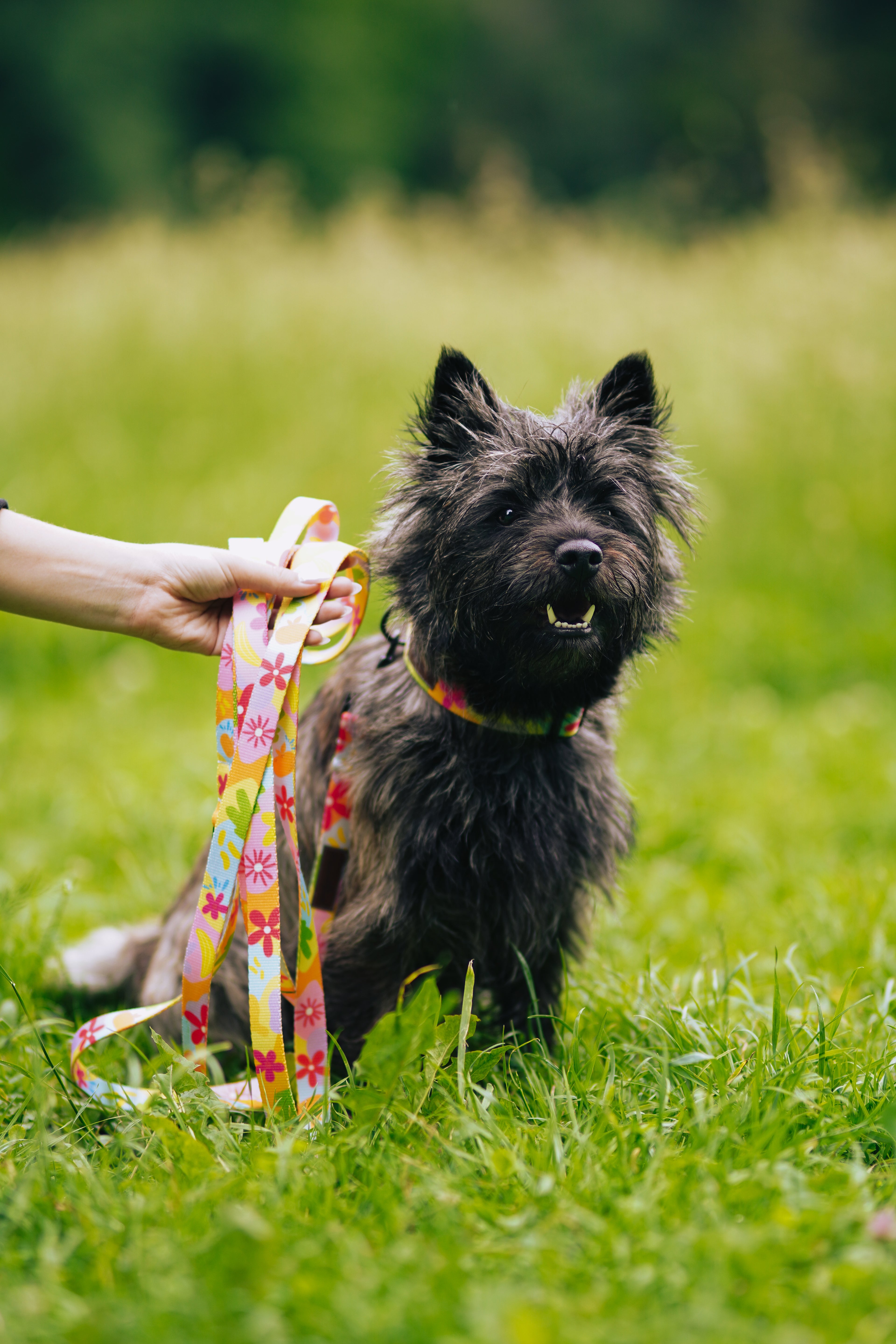 Smycz miejska 2 m Psiakacje