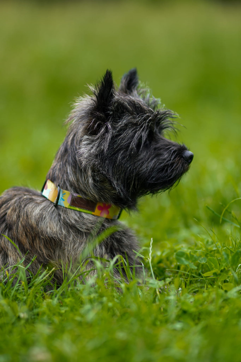 Obroża z klamrą Psiakacje