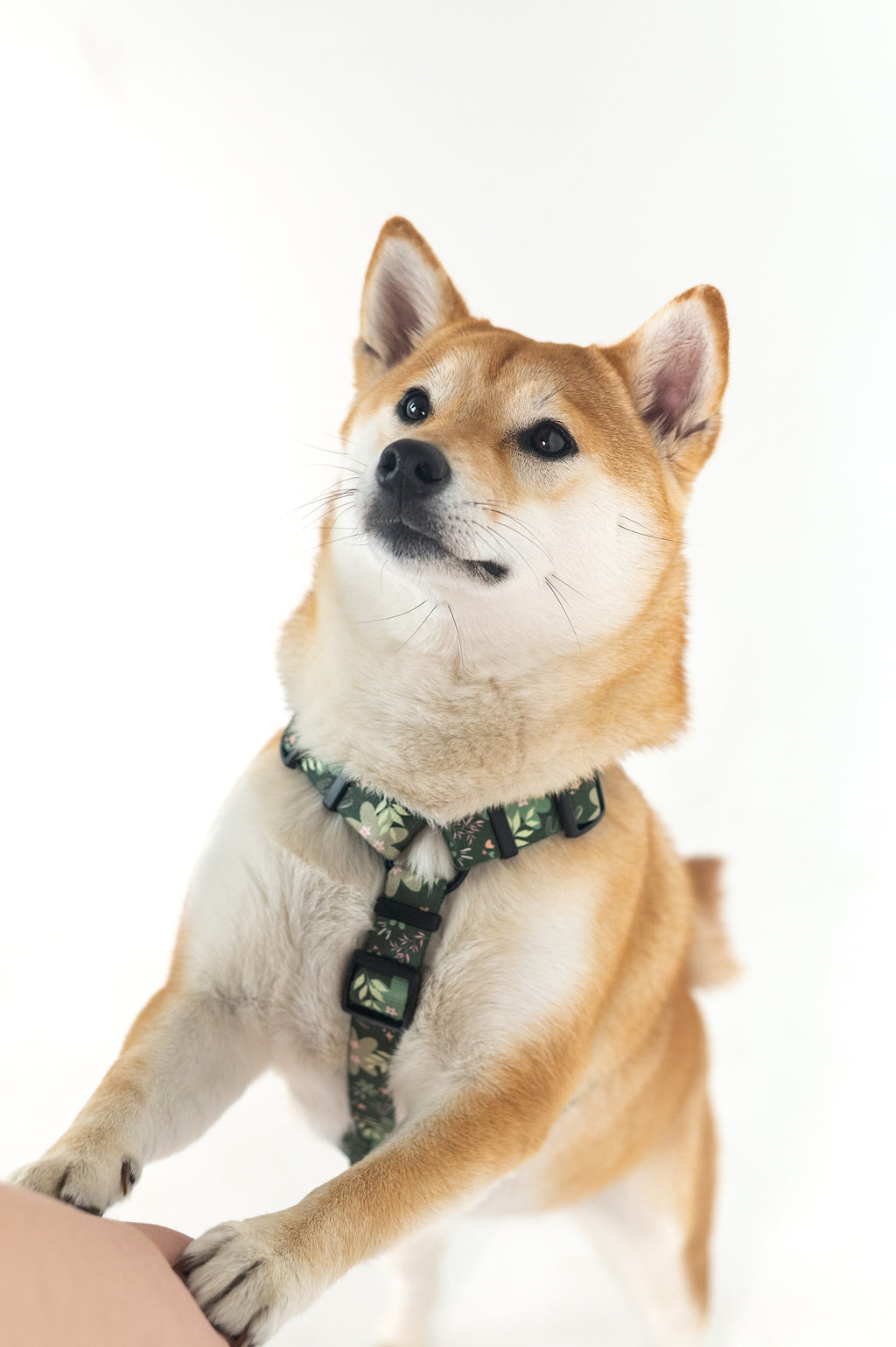 Zielone, butelkowa zieleń, zgnita zieleń szelki guard dla psa PSIAKTUS