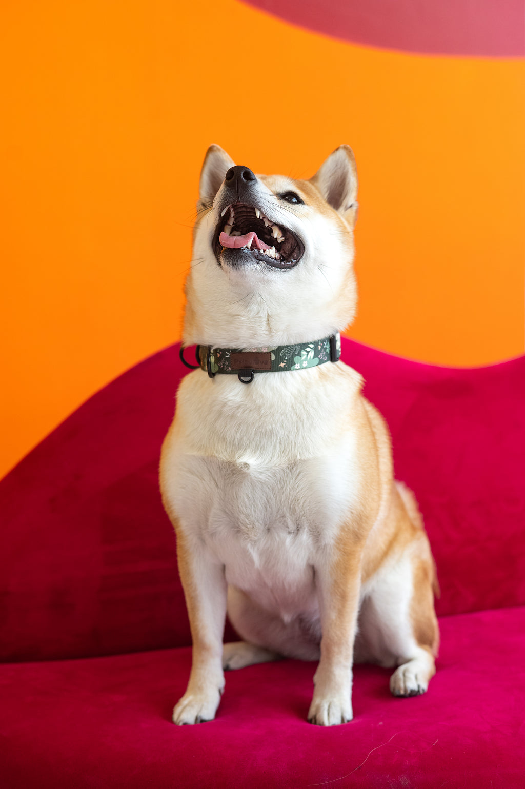 Obroża półzaciskowa Psiaktus