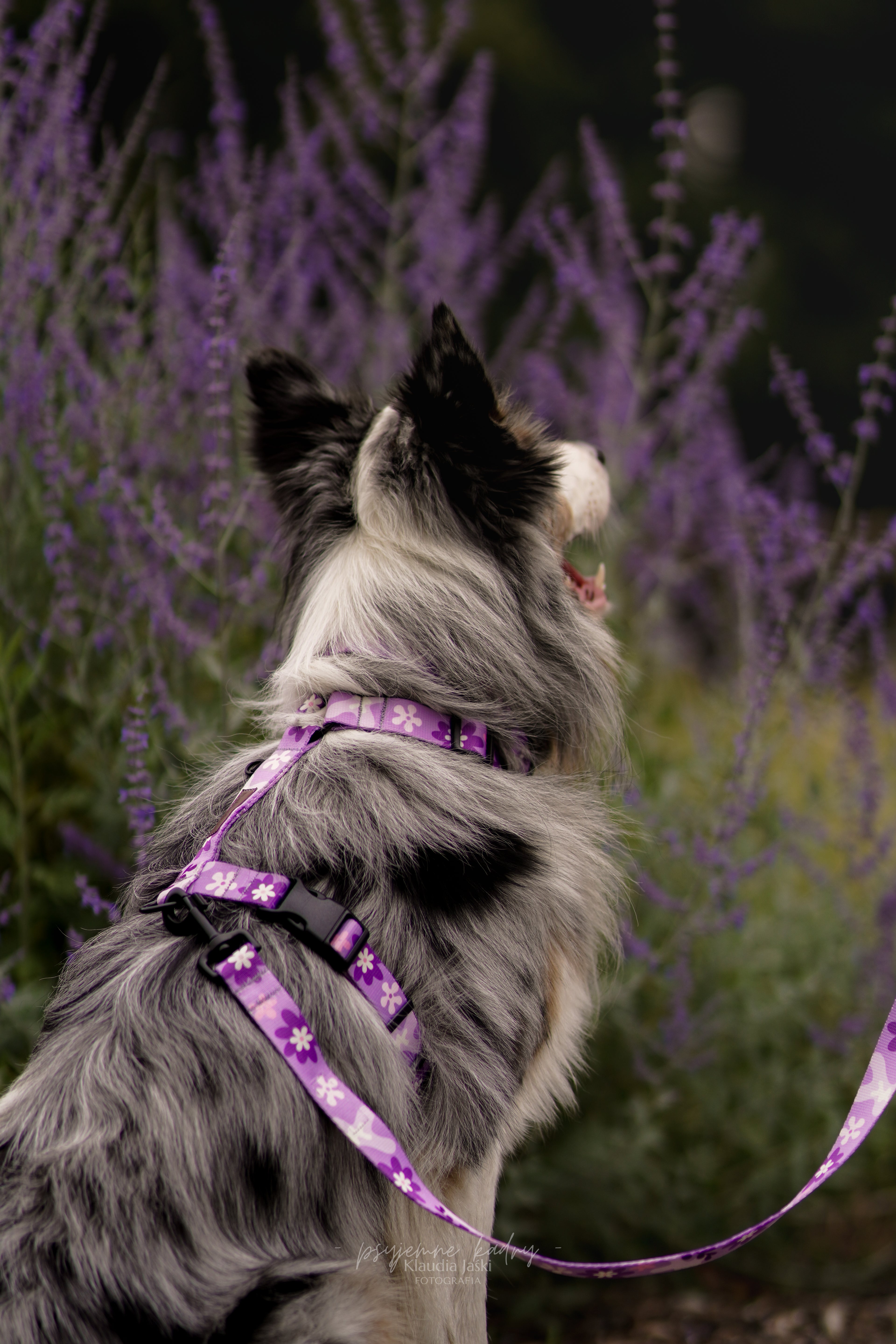 Fioletowe szelki guard dla psa PSIAGÓDKA