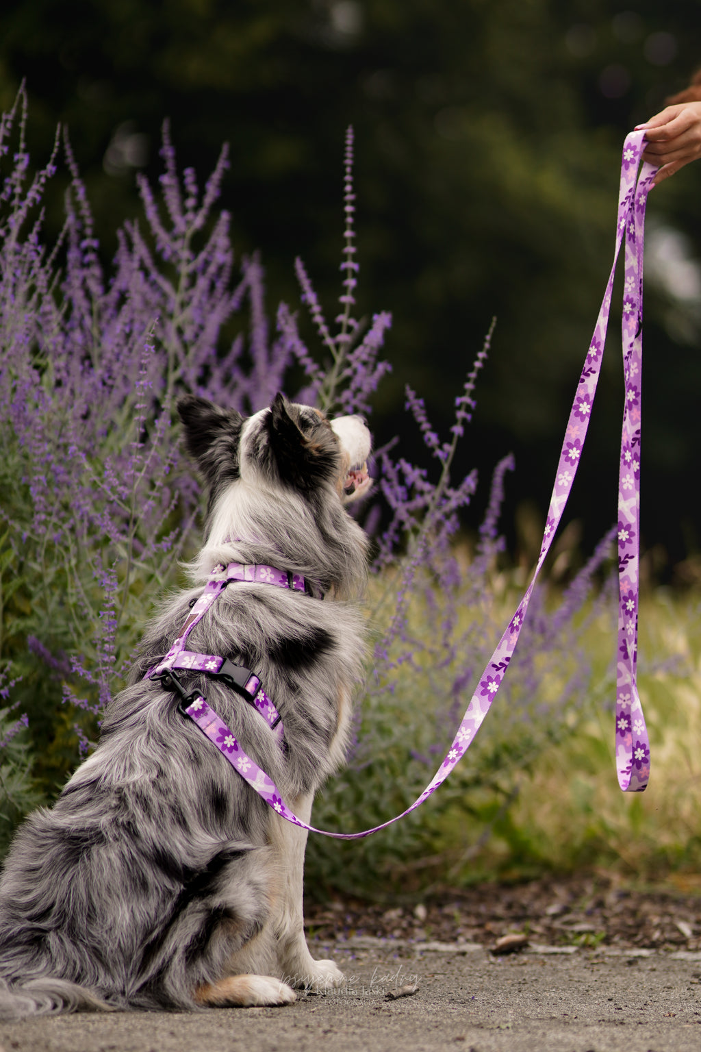 Fioletowe szelki guard dla psa PSIAGÓDKA