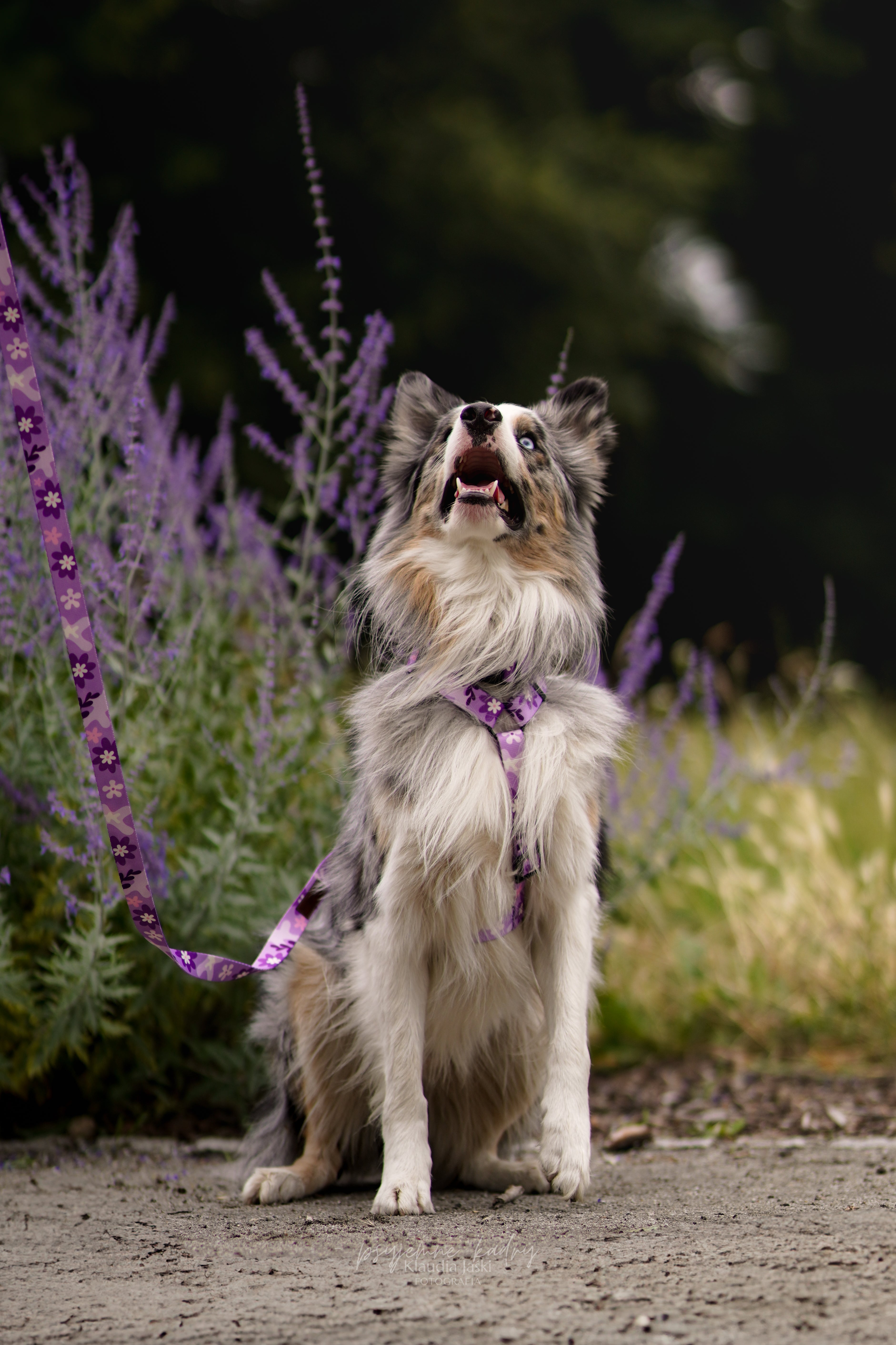 Fioletowe szelki guard dla psa PSIAGÓDKA