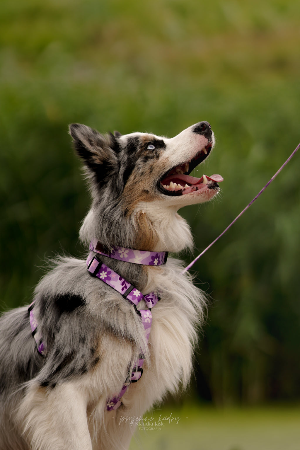 Obroża z klamrą Psiagódka