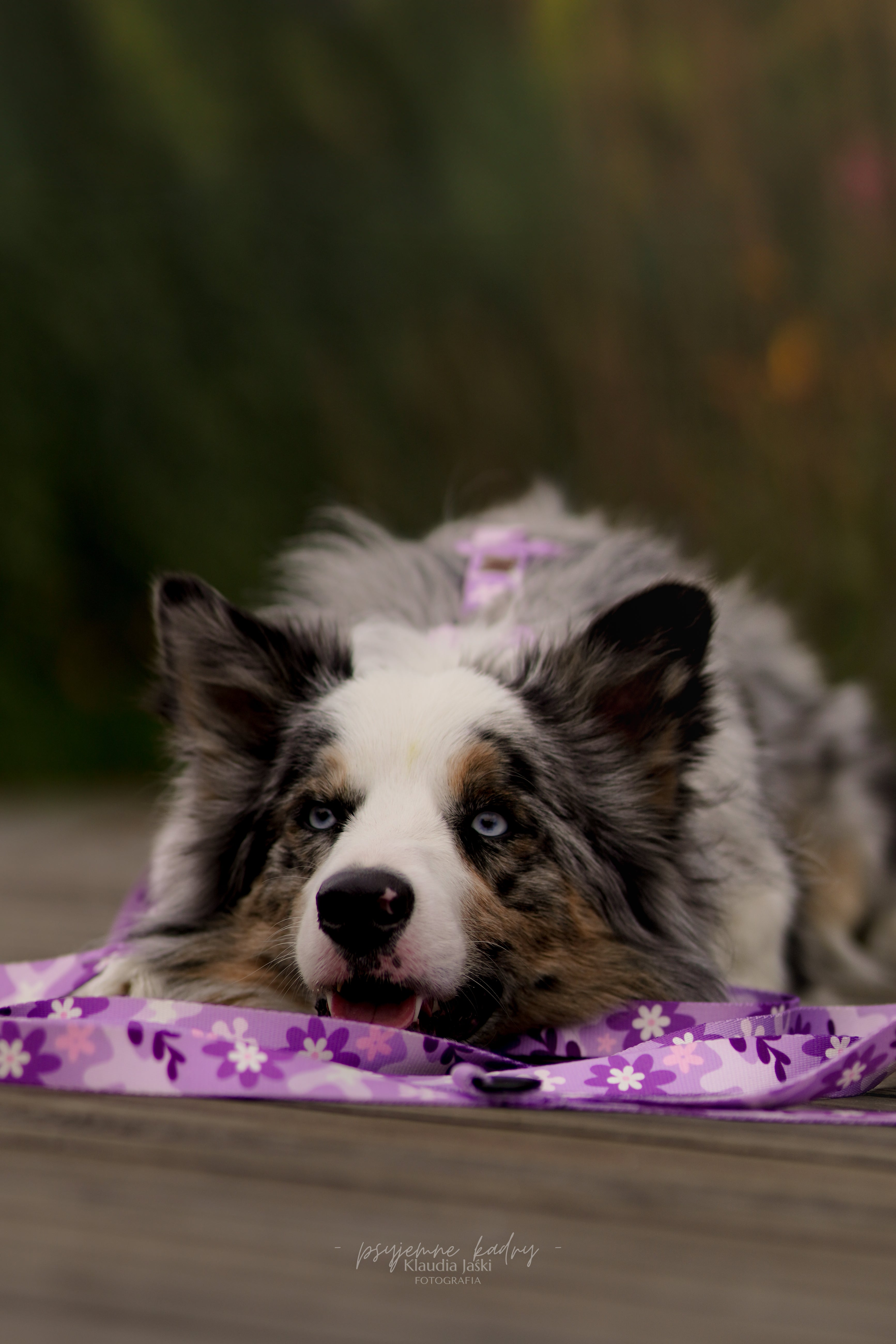 Smycz miejska 2 m Psiagódka