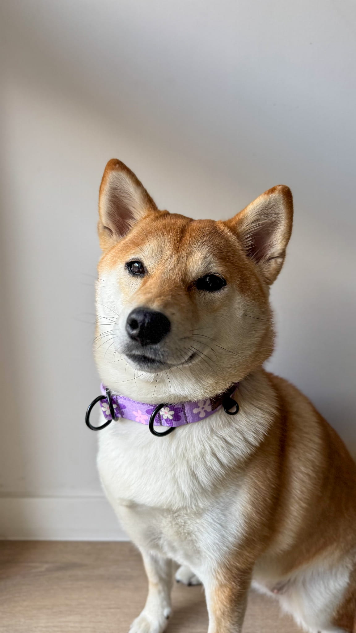 Obroża półzaciskowa Psiagódka