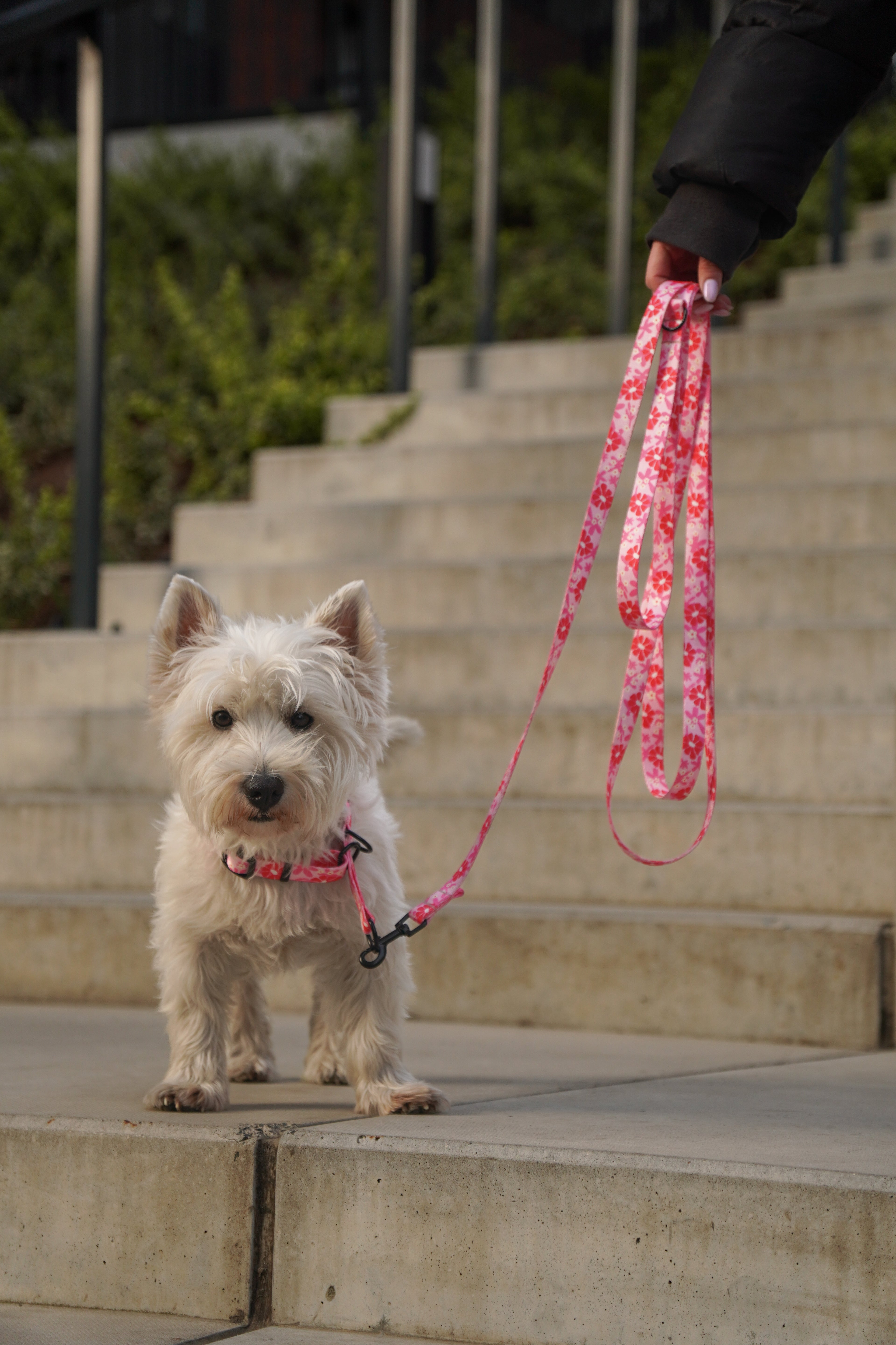 Smycz miejska 2 m Malinowa Beza