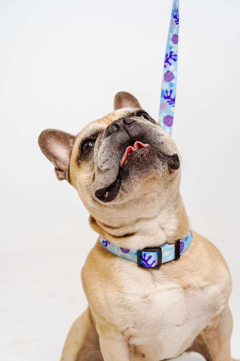 Obroża z klamrą Psiamikaze