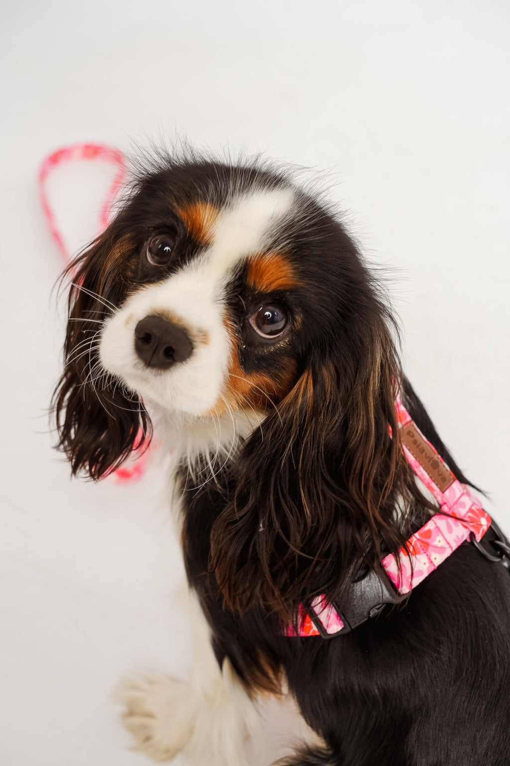 RÓŻOWE, MALINOWE szelki guard dla psa MALINOWA BEZA