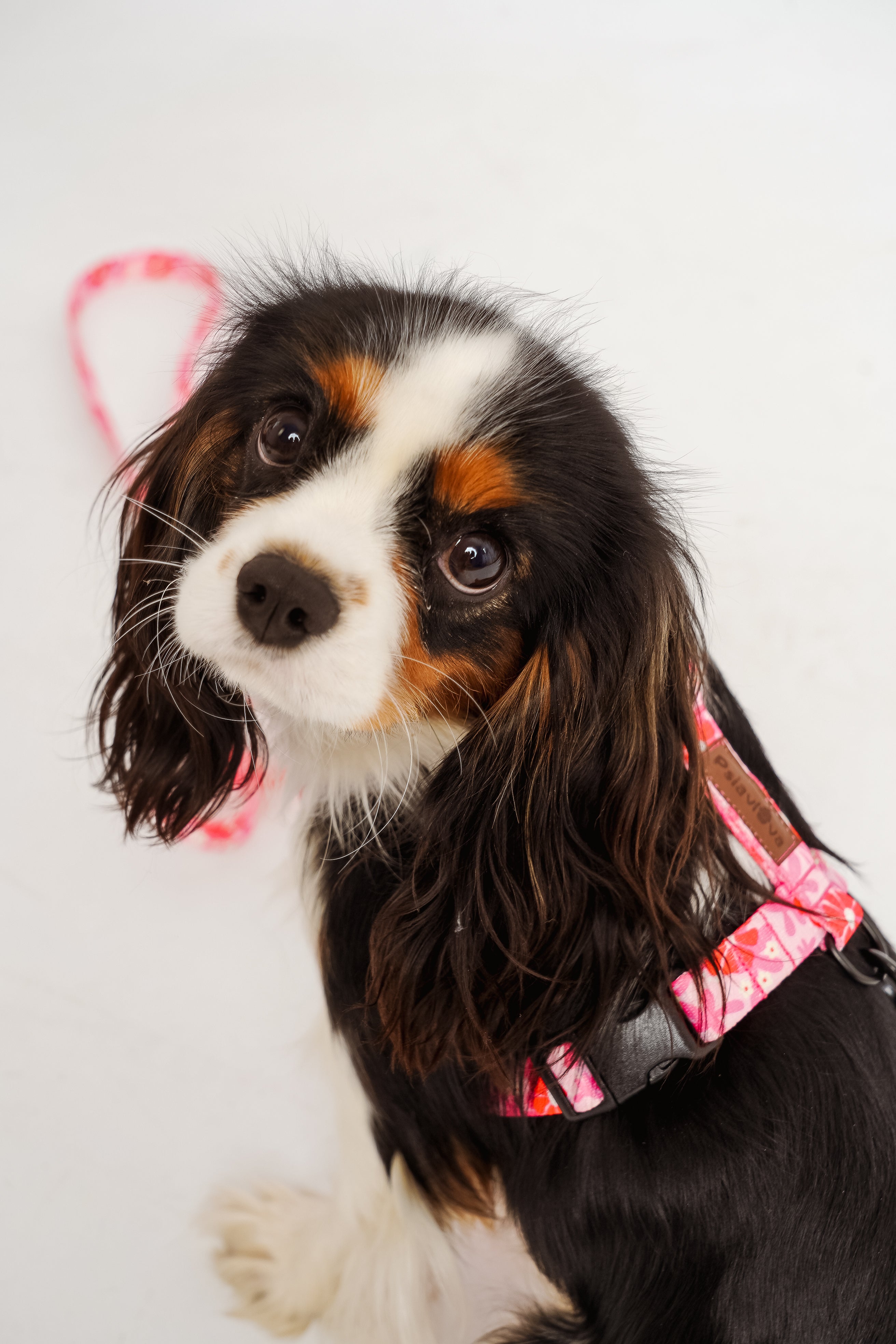 RÓŻOWE, MALINOWE szelki guard dla psa MALINOWA BEZA