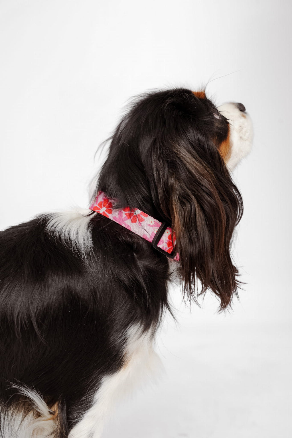 Obroża z klamrą Malinowa Beza