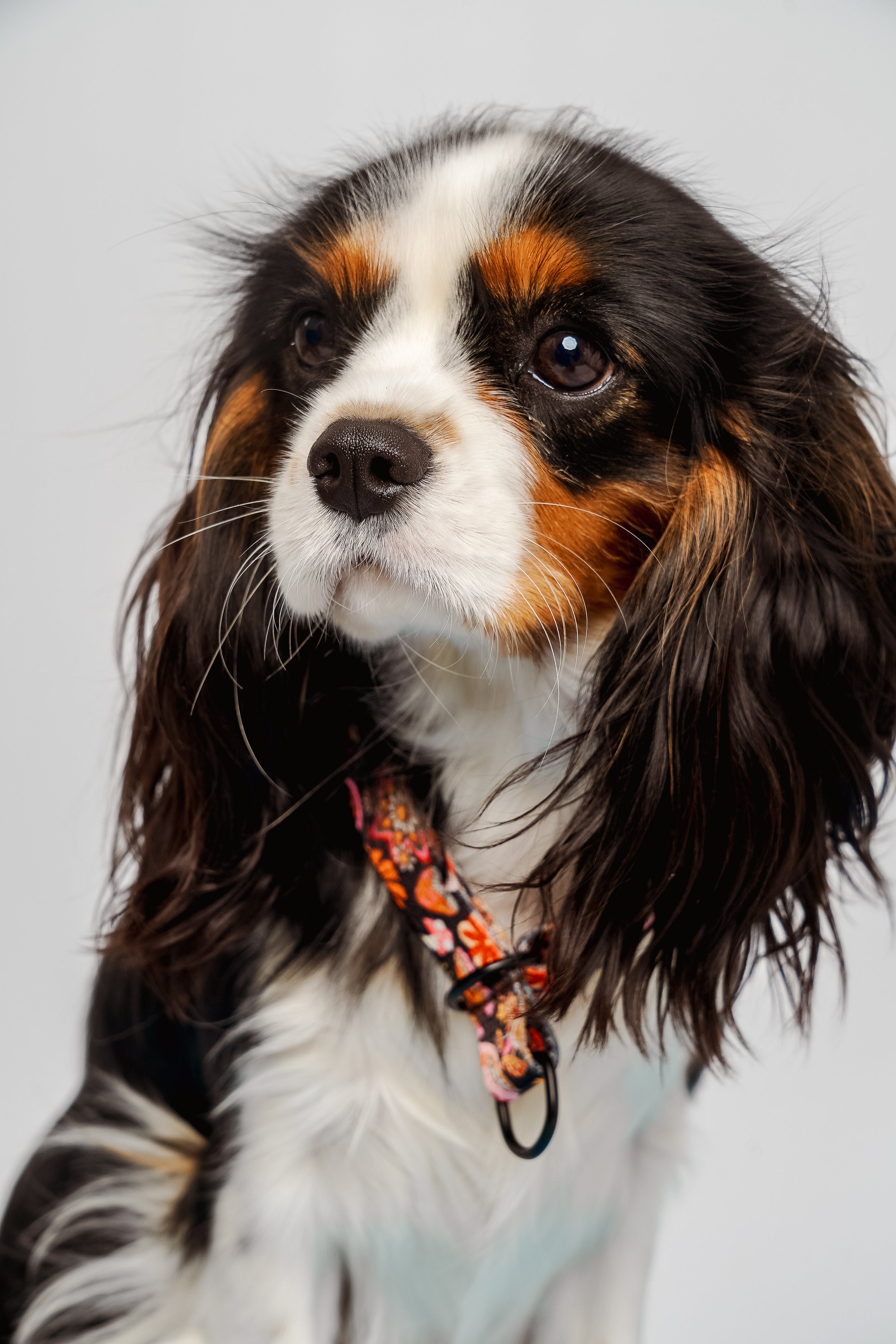 Obroża półzaciskowa Kraina Psiarów