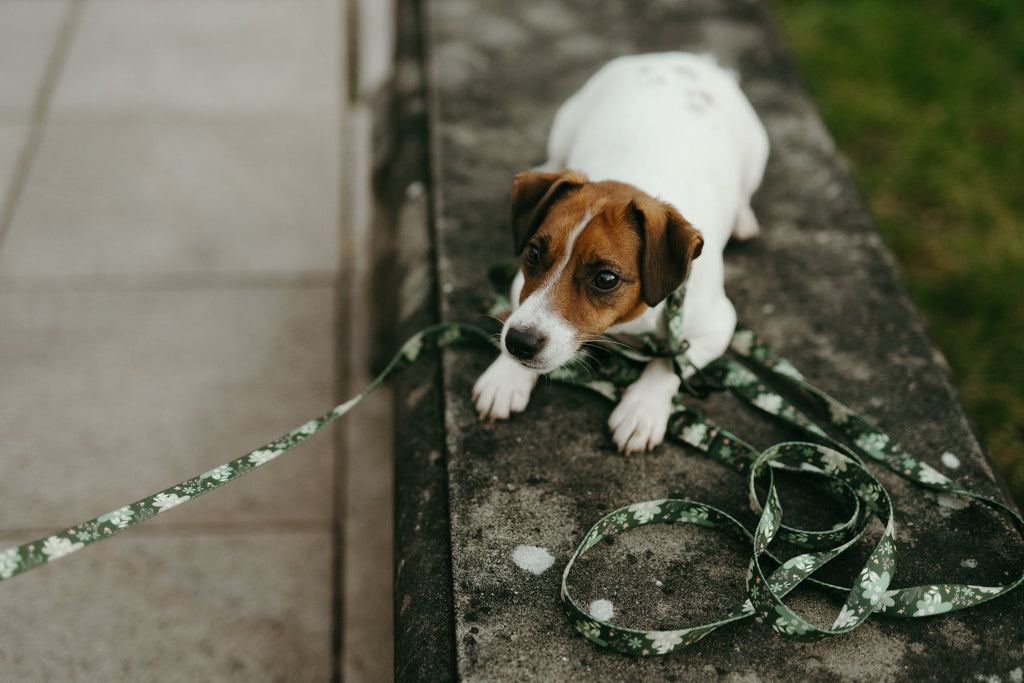 Smycz miejska 2 m Psiaktus