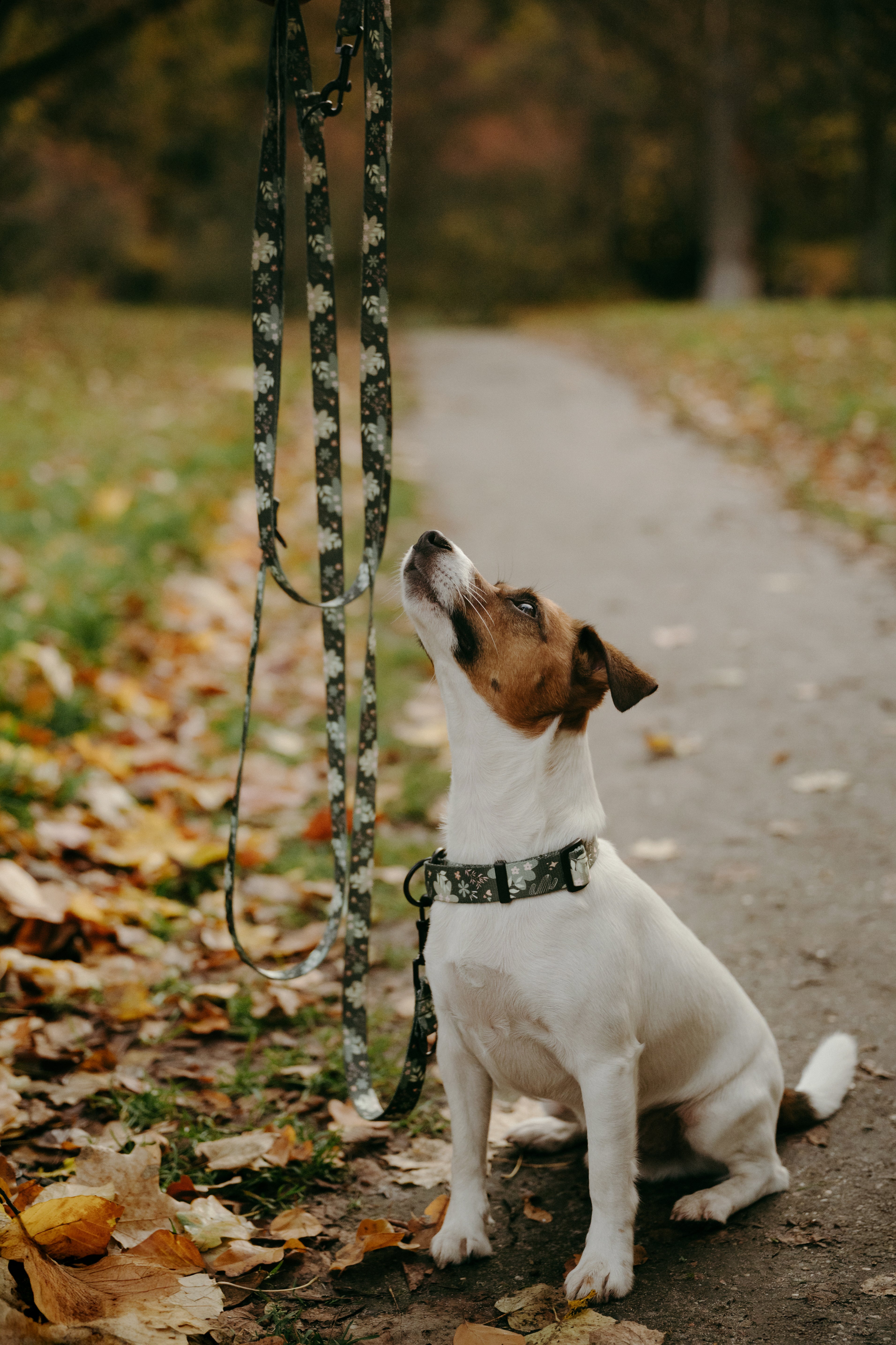 Obroża półzaciskowa Psiaktus