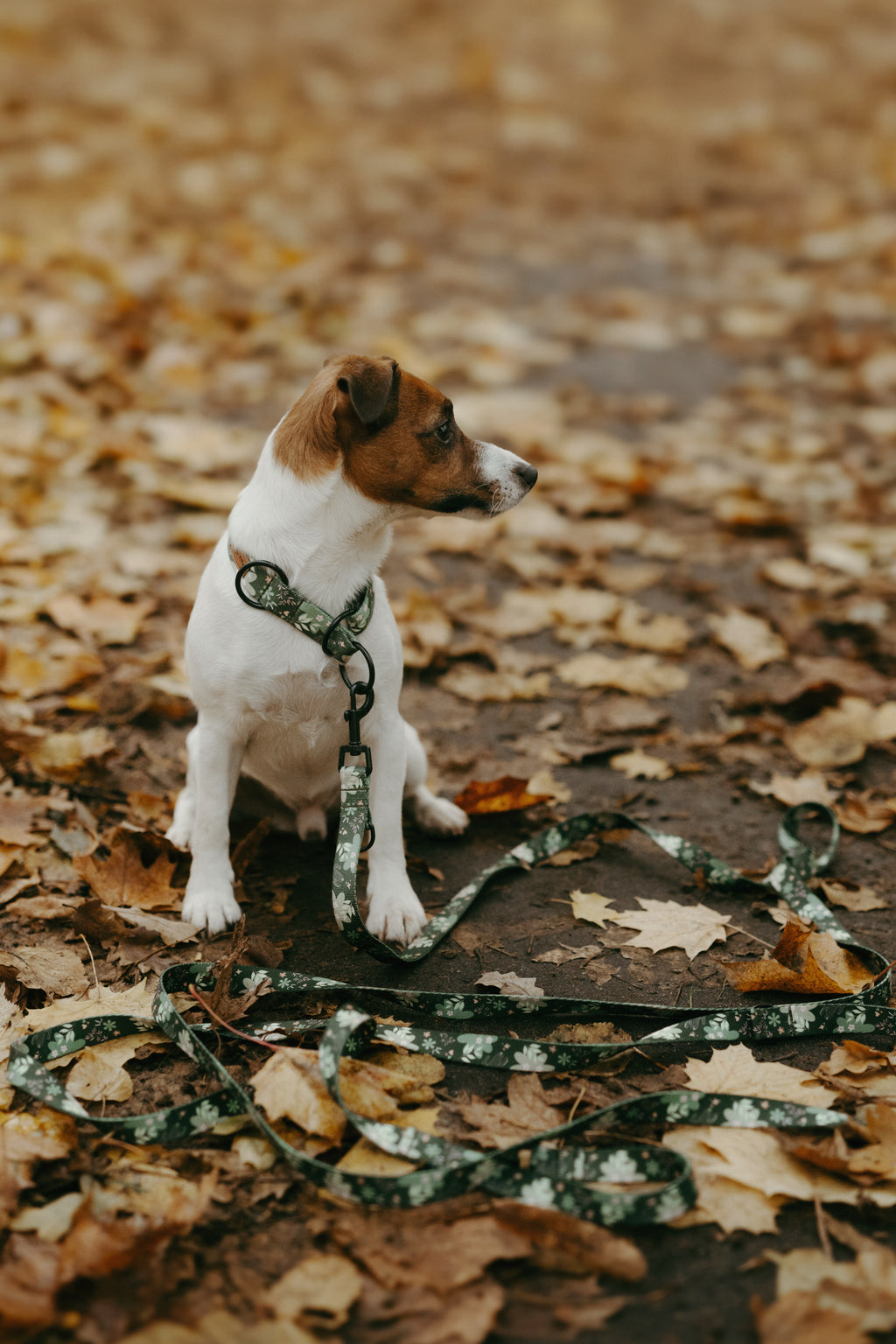 Obroża półzaciskowa Psiaktus