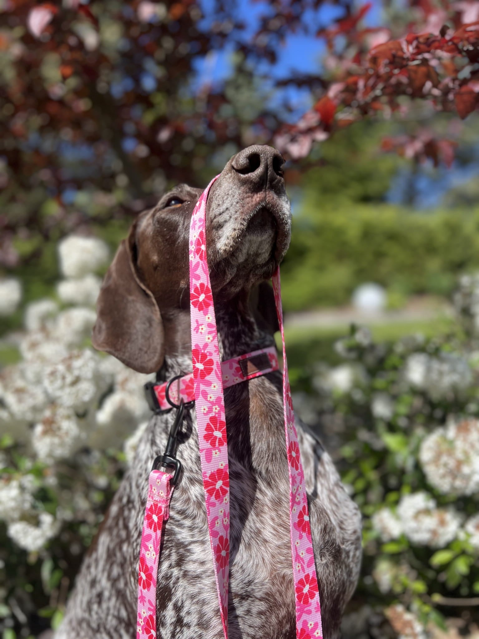 Smycz przepinana 3 m Malinowa Beza