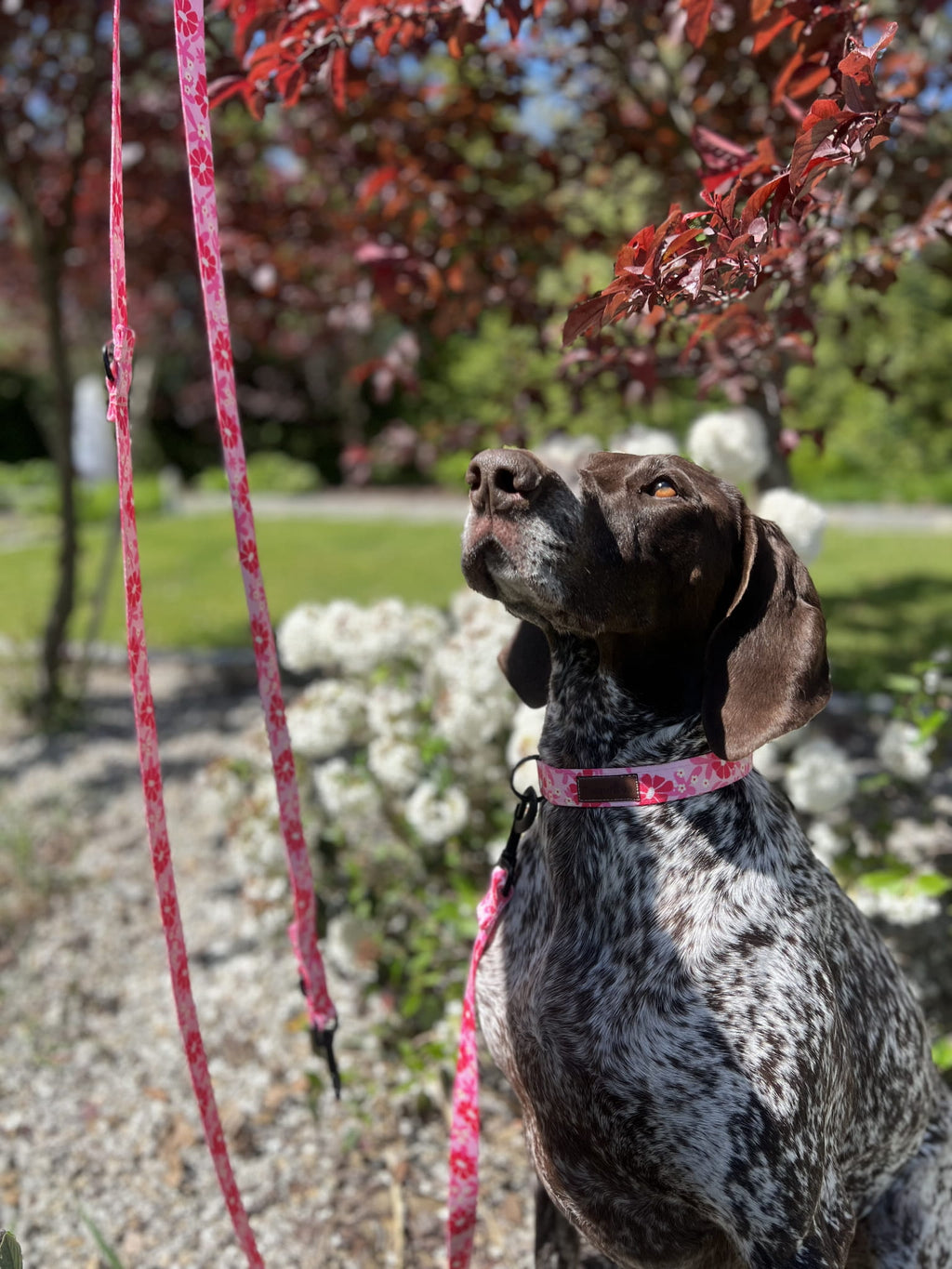 Obroża z klamrą Malinowa Beza