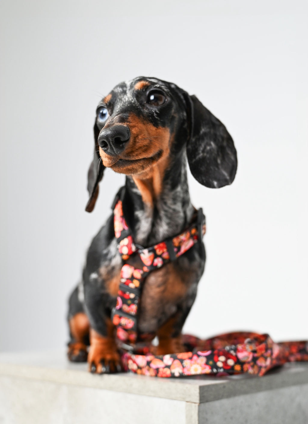 czarne, kolorowe, szelki guard dla psa w grzybki, motyle jesienne KRAINA PSIARÓW