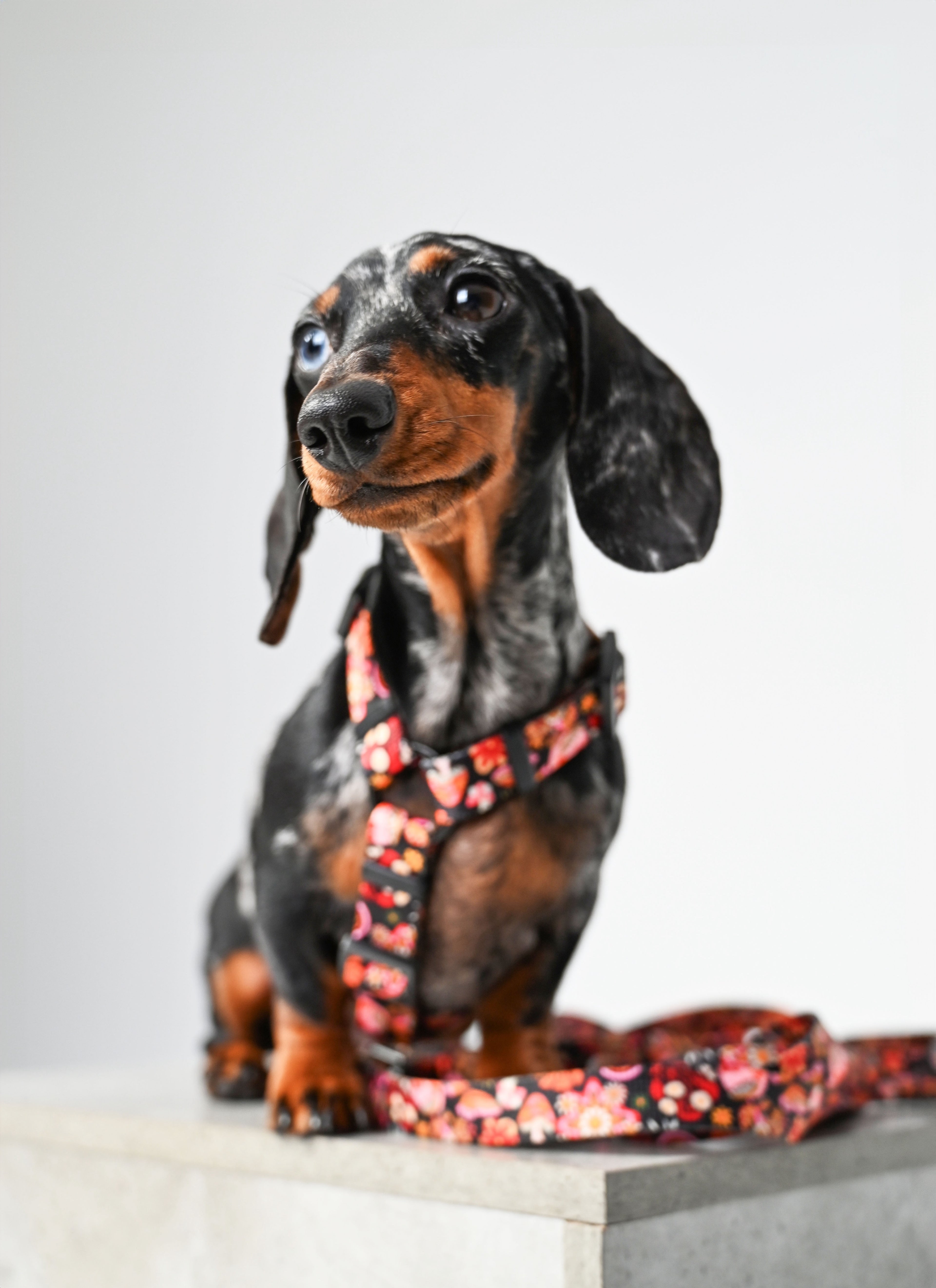 czarne, kolorowe, szelki guard dla psa w grzybki, motyle jesienne KRAINA PSIARÓW