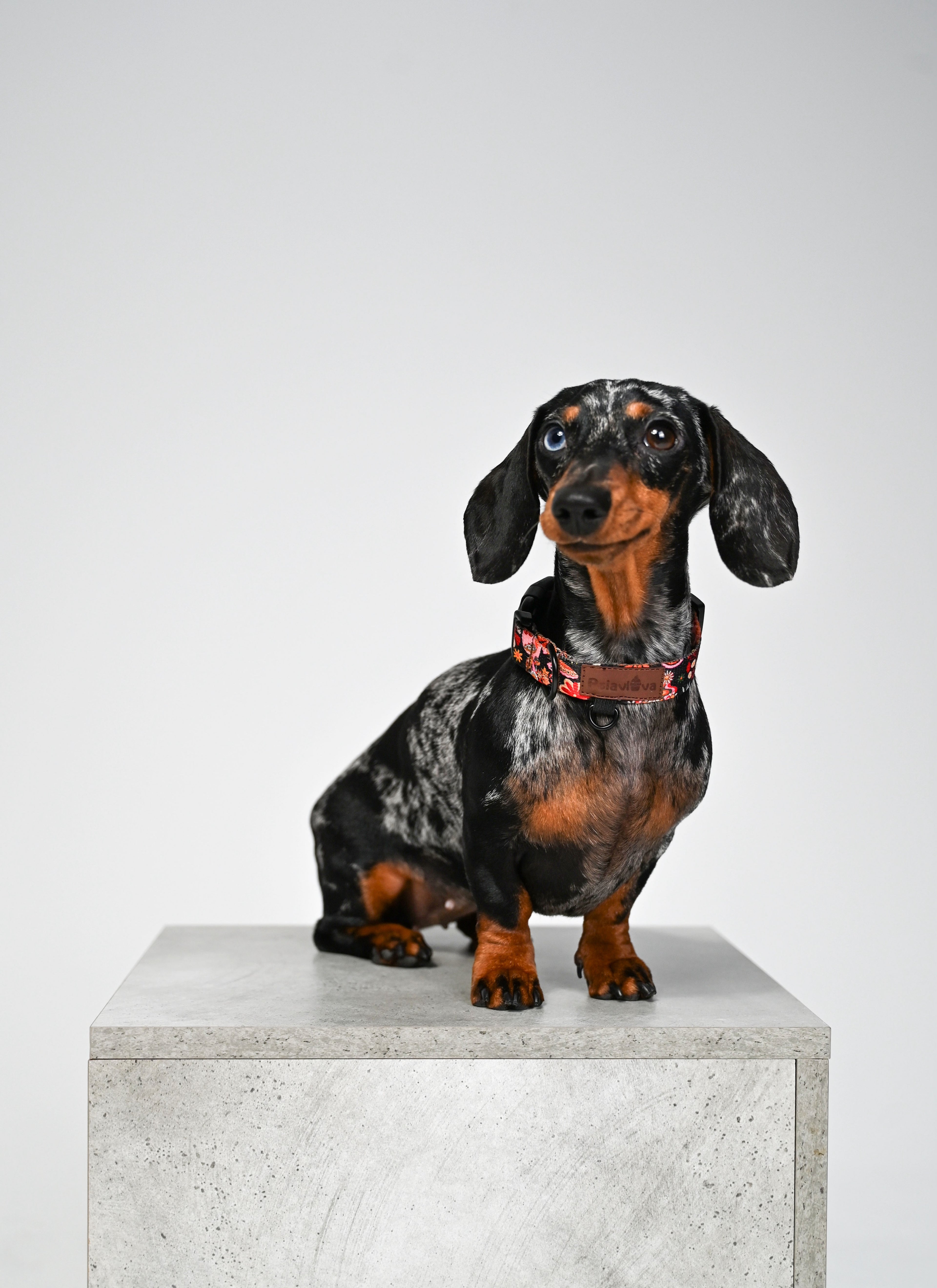 Obroża z klamrą Kraina Psiarów