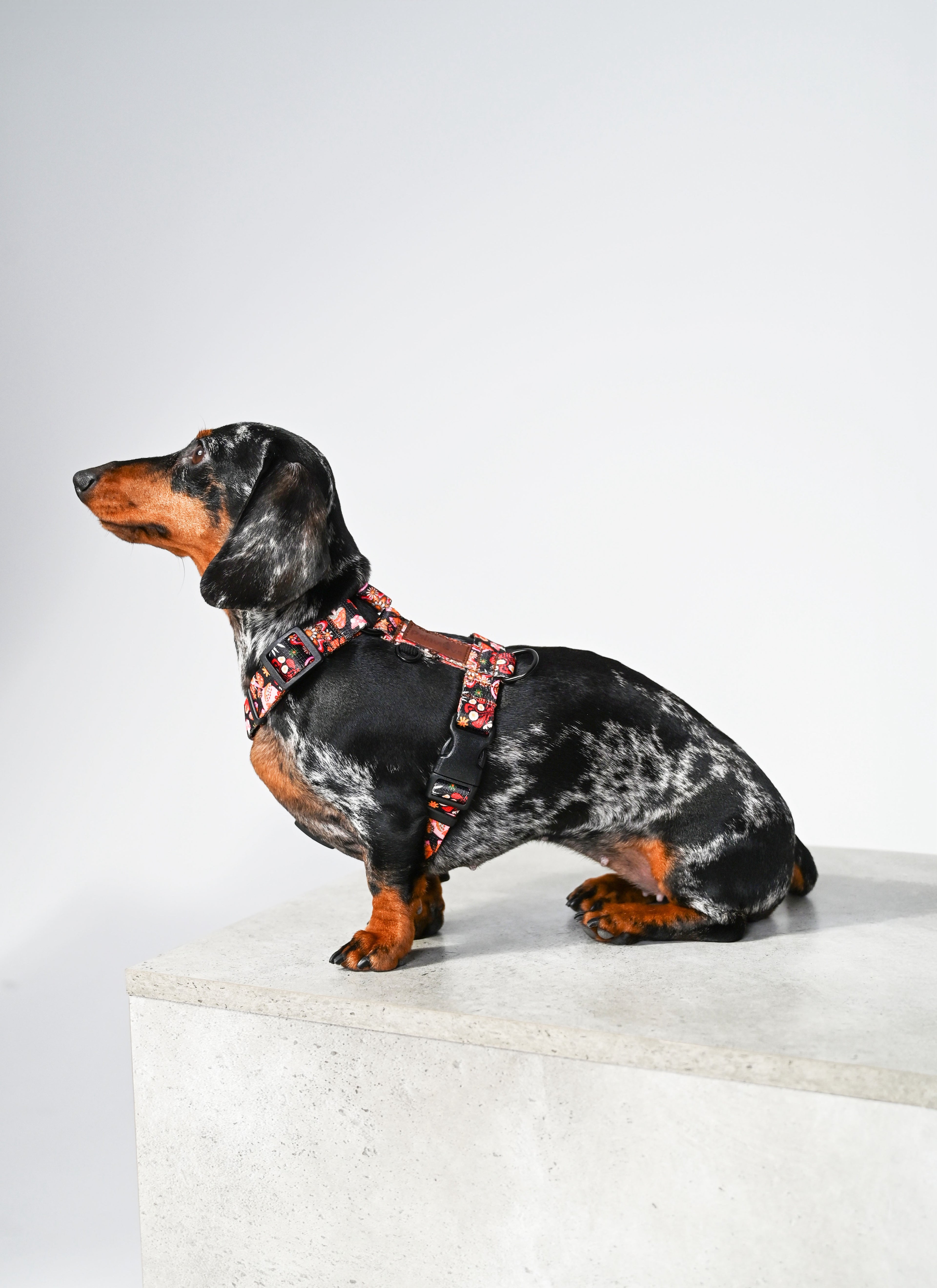 czarne, kolorowe, szelki guard dla psa w grzybki, motyle jesienne KRAINA PSIARÓW