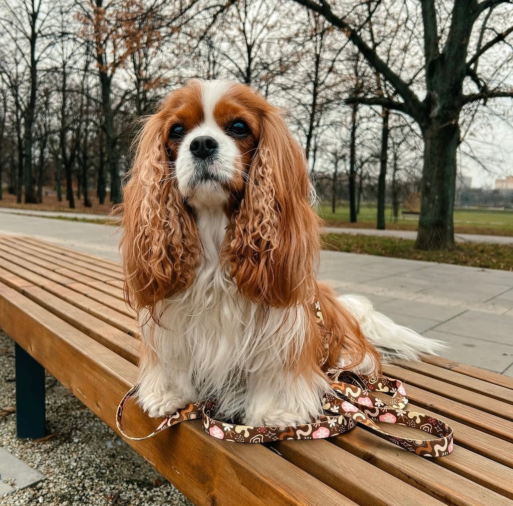 Smycz przepinana 3 m Kawa z Pianką