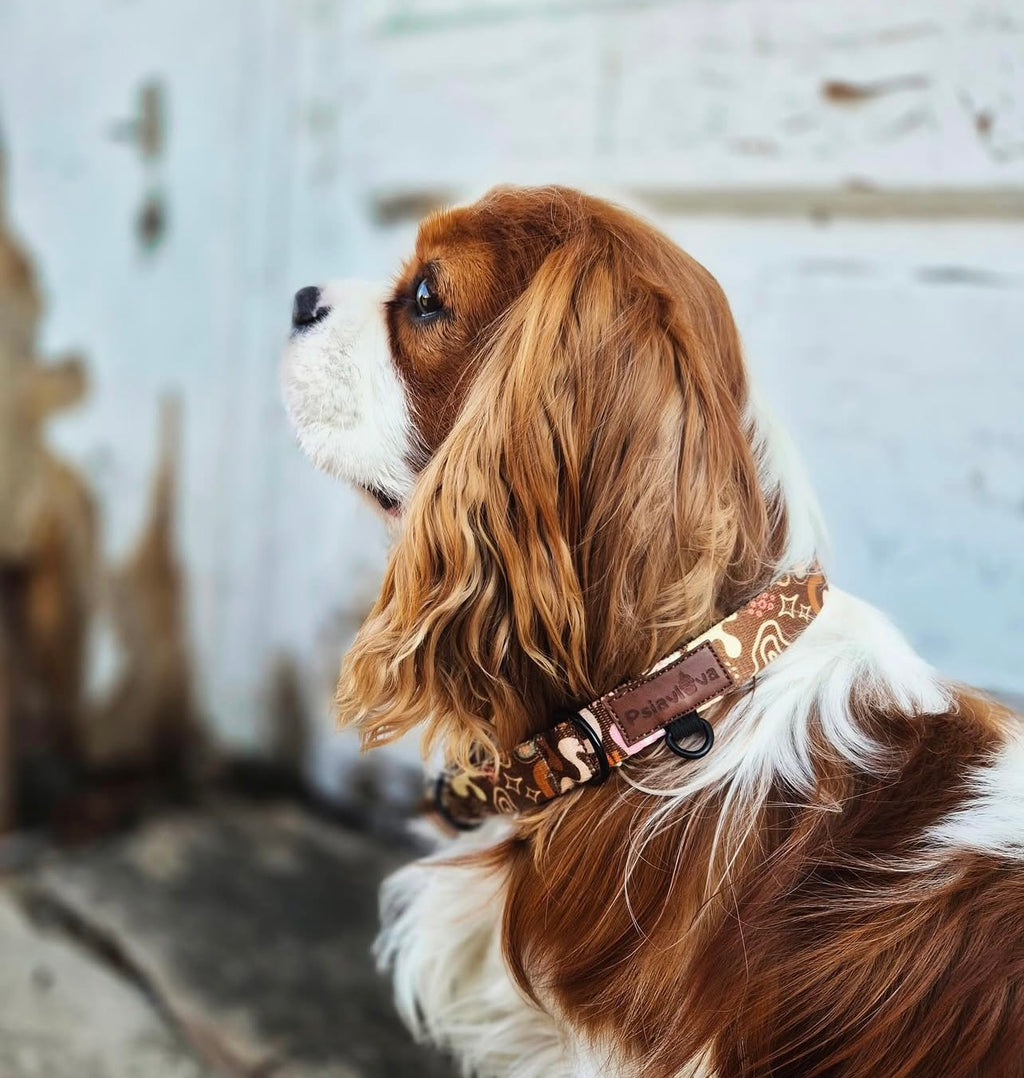 Obroża półzaciskowa Kawa z Pianką