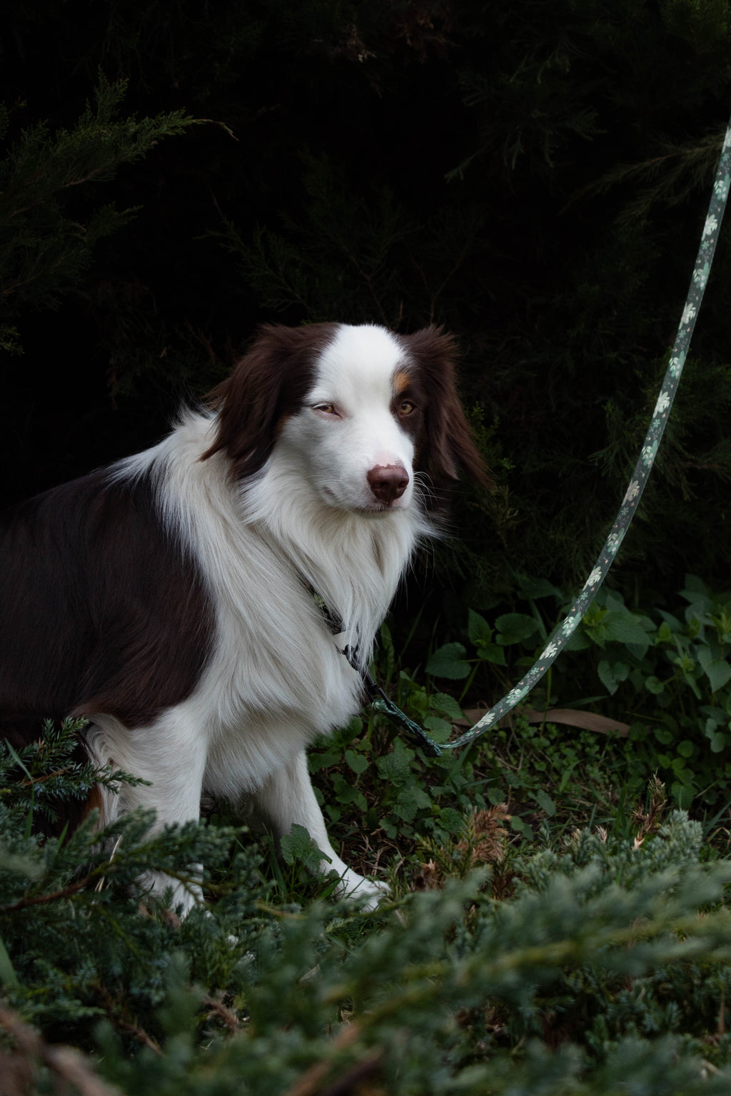 Smycz miejska 2 m Psiaktus