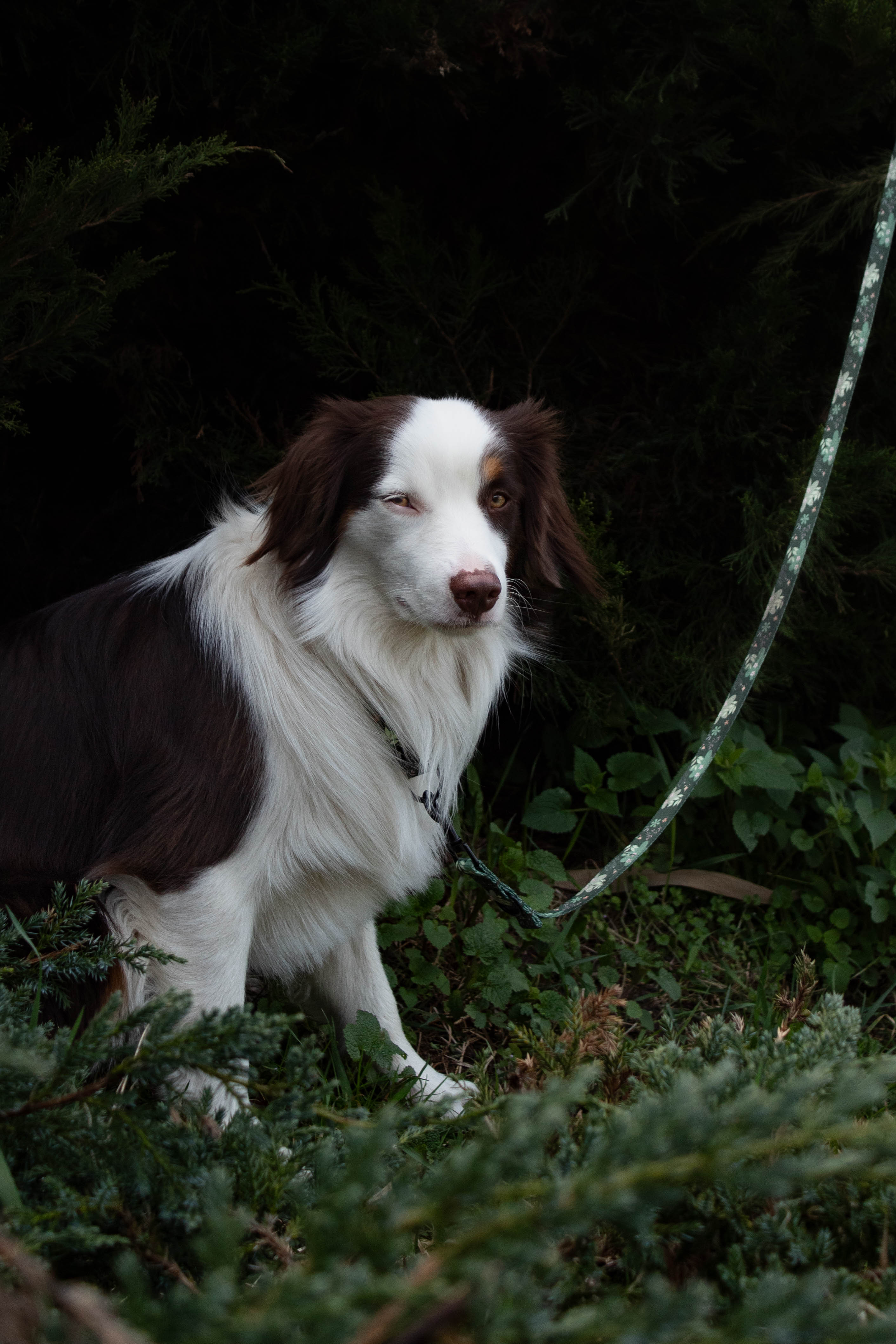 Smycz miejska 2 m Psiaktus