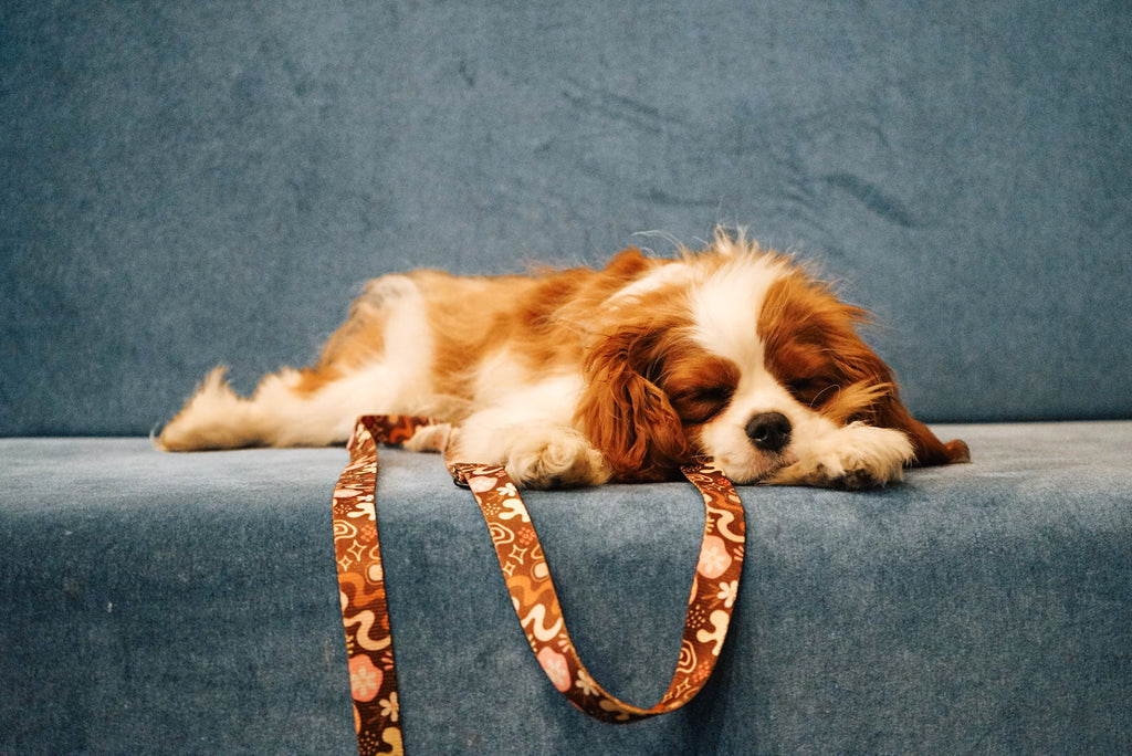 Smycz przepinana 3 m Kawa z Pianką