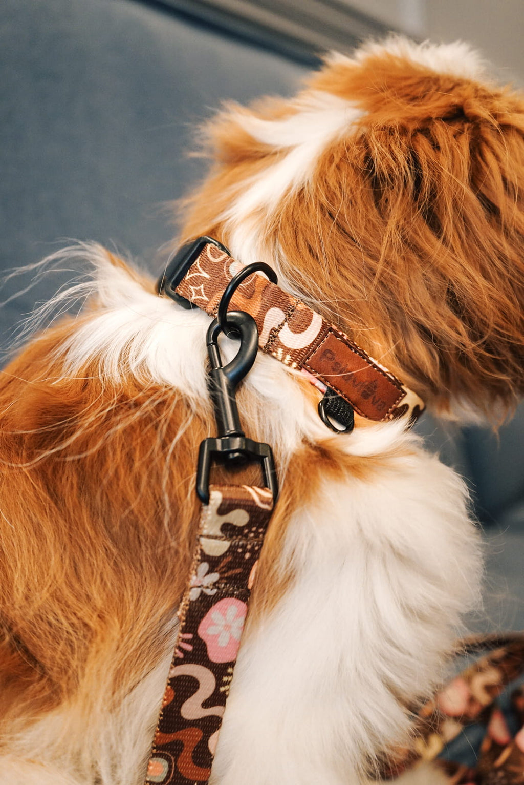 Obroża z klamrą Kawa z Pianką