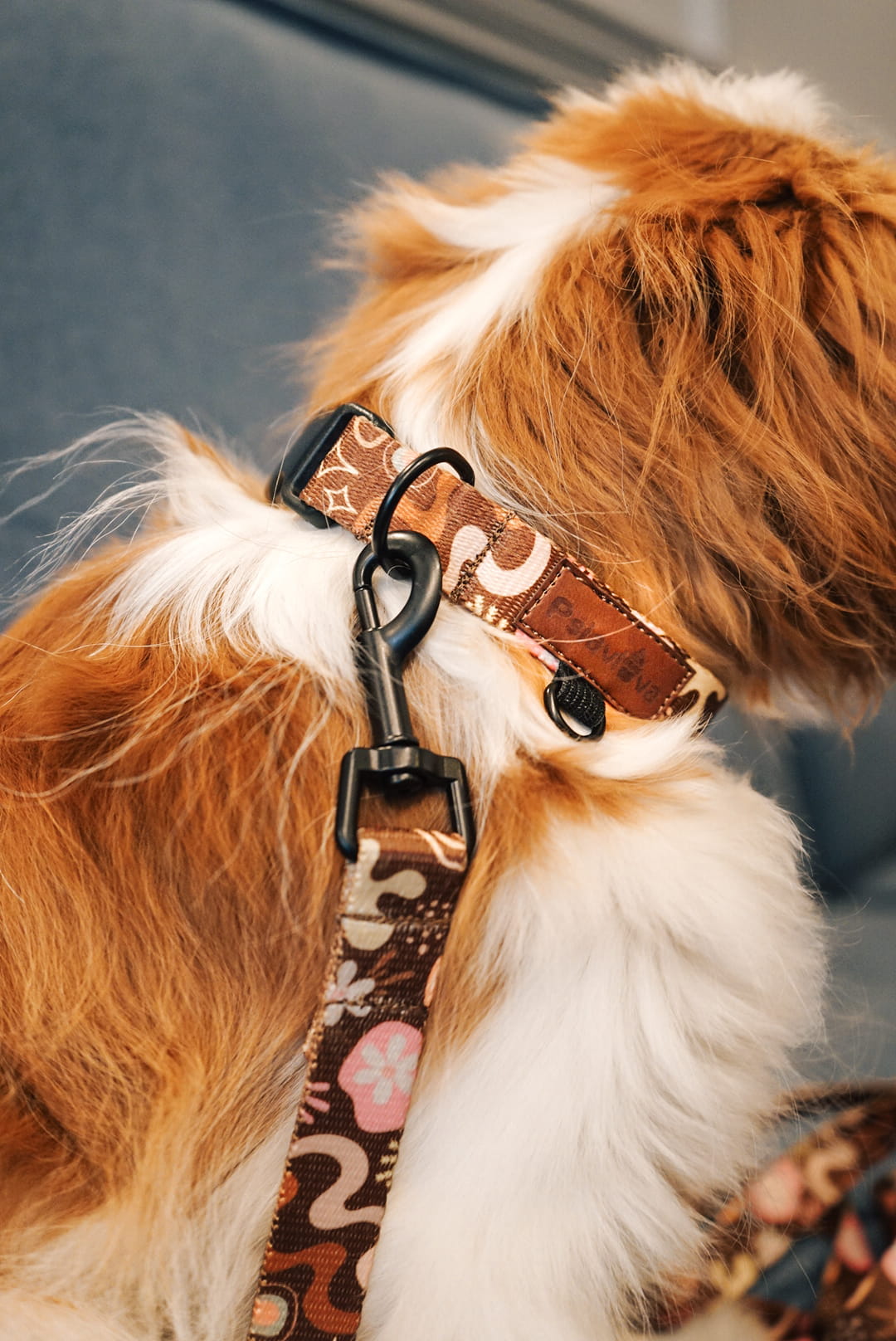 Obroża z klamrą Kawa z Pianką