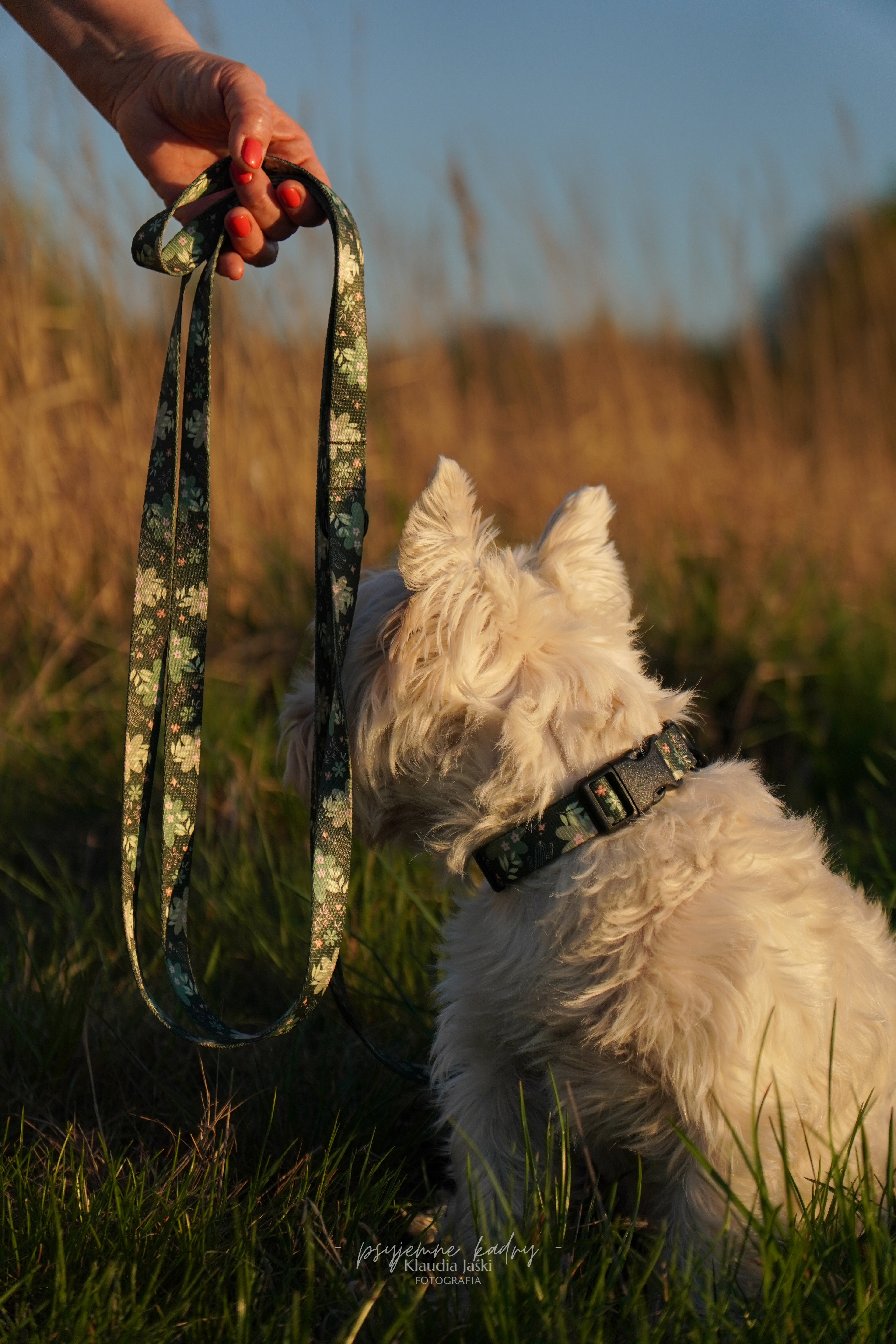 Obroża z klamrą Psiaktus