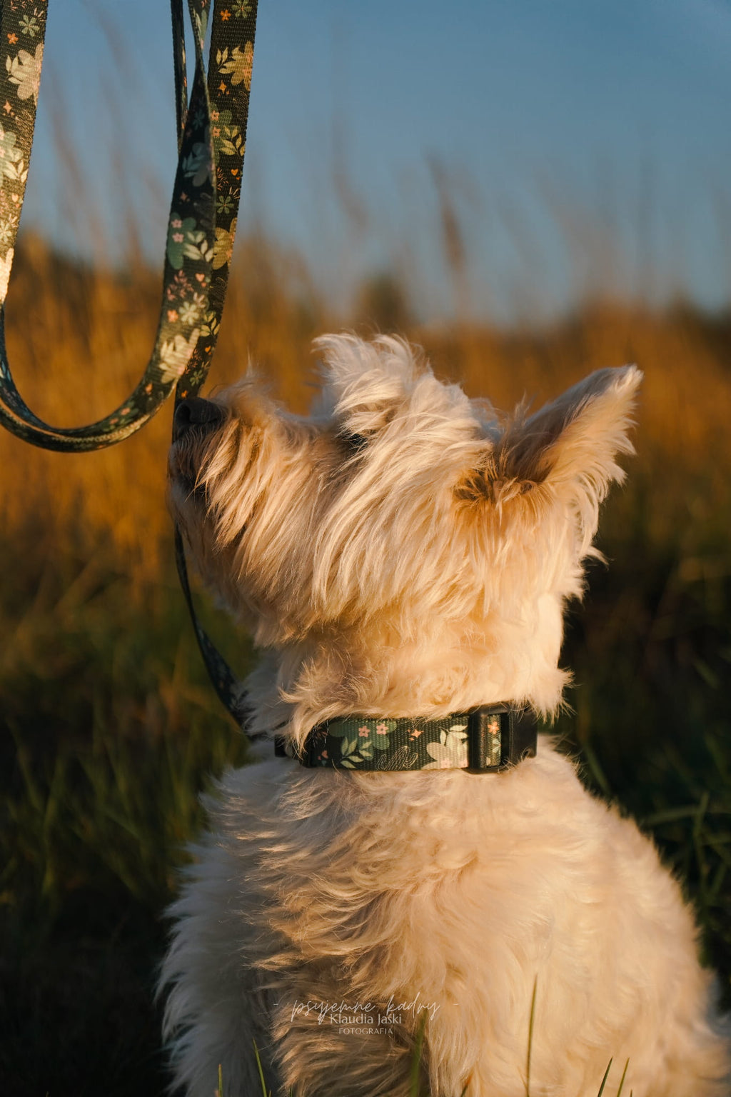 Obroża z klamrą Psiaktus