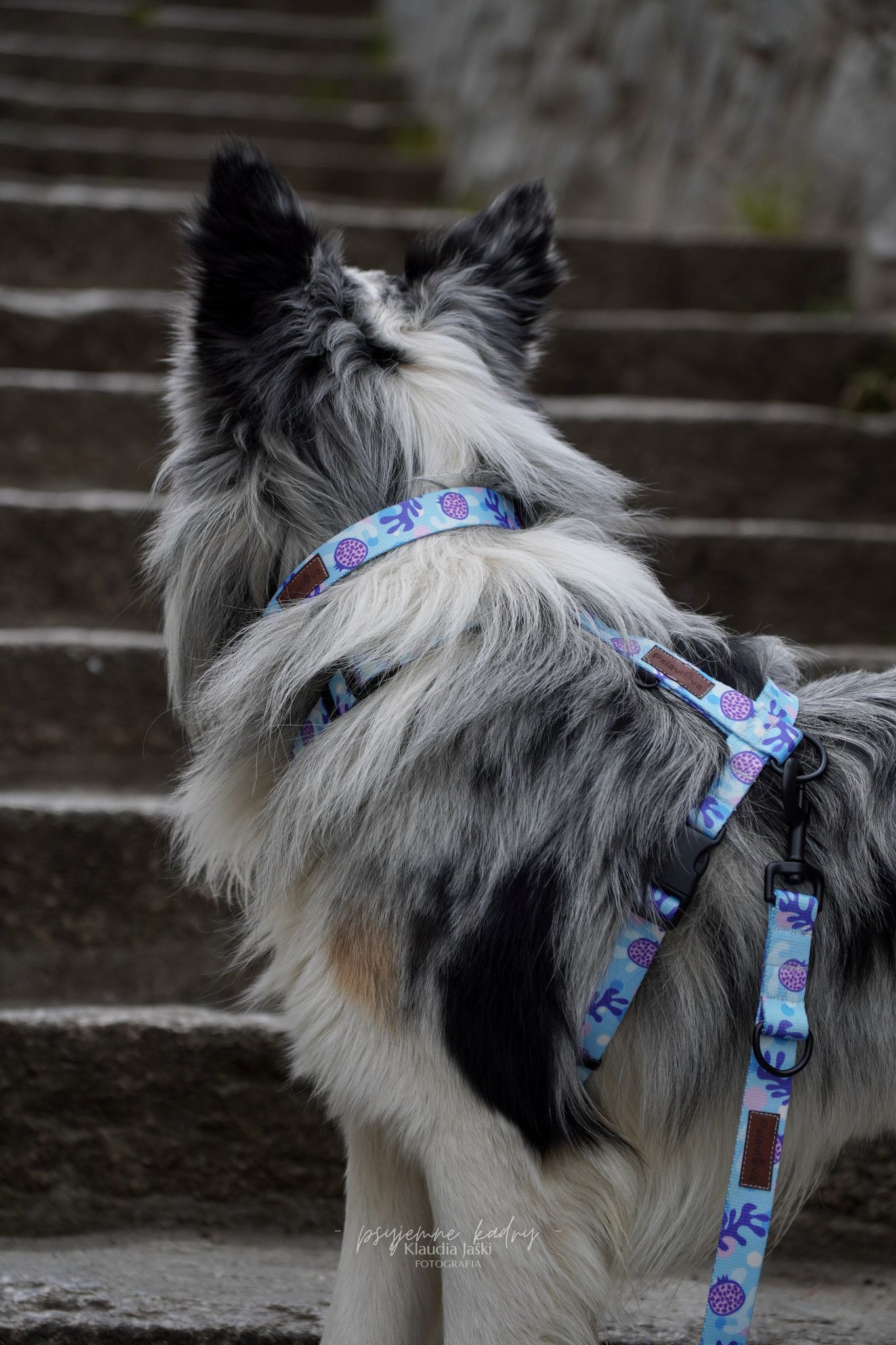 niebieskie, jasnoniebieskie, turkusowe szelki guard dla psa PSIAMIKAZE