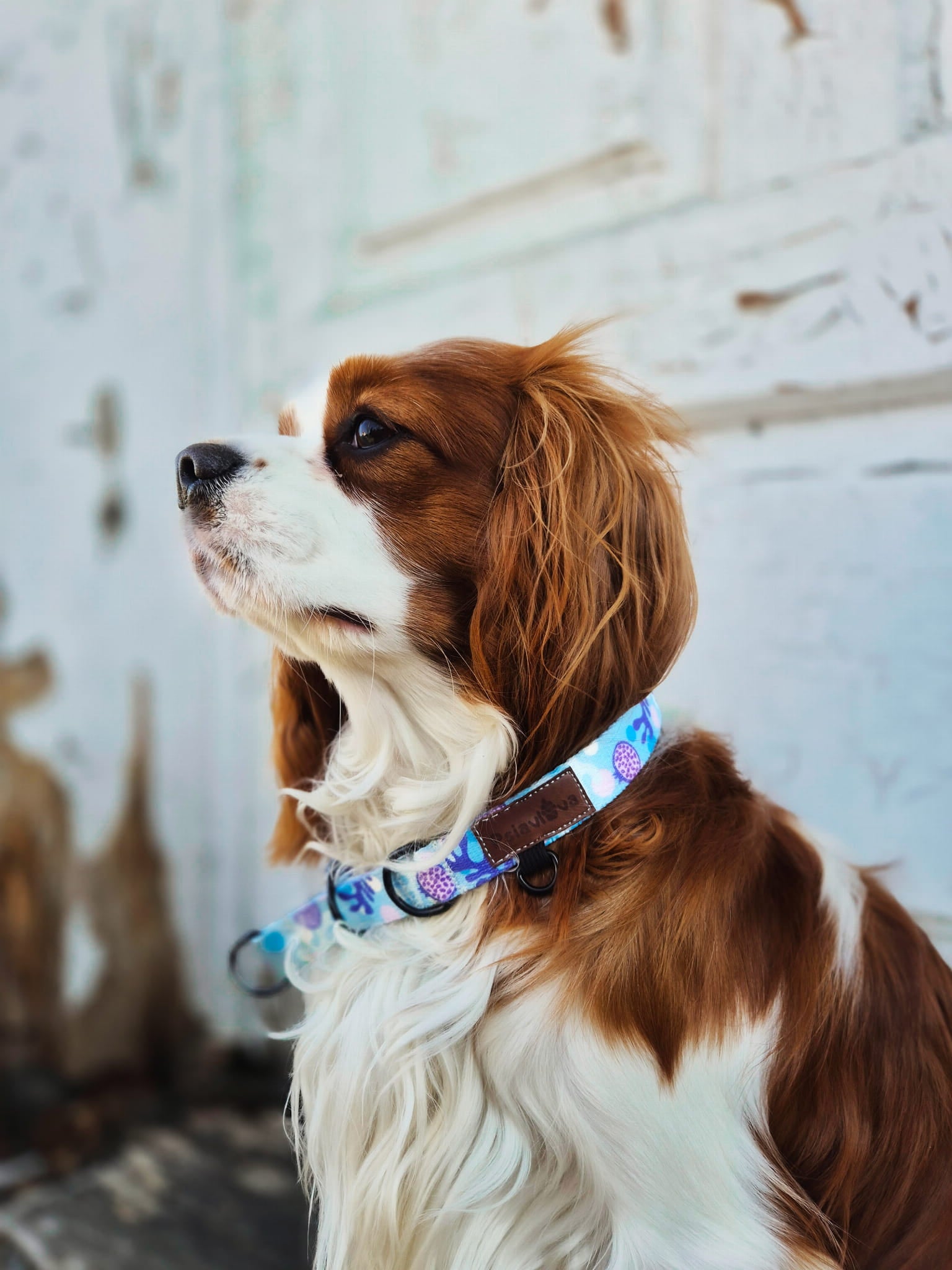 Obroża półzaciskowa Psiamikaze